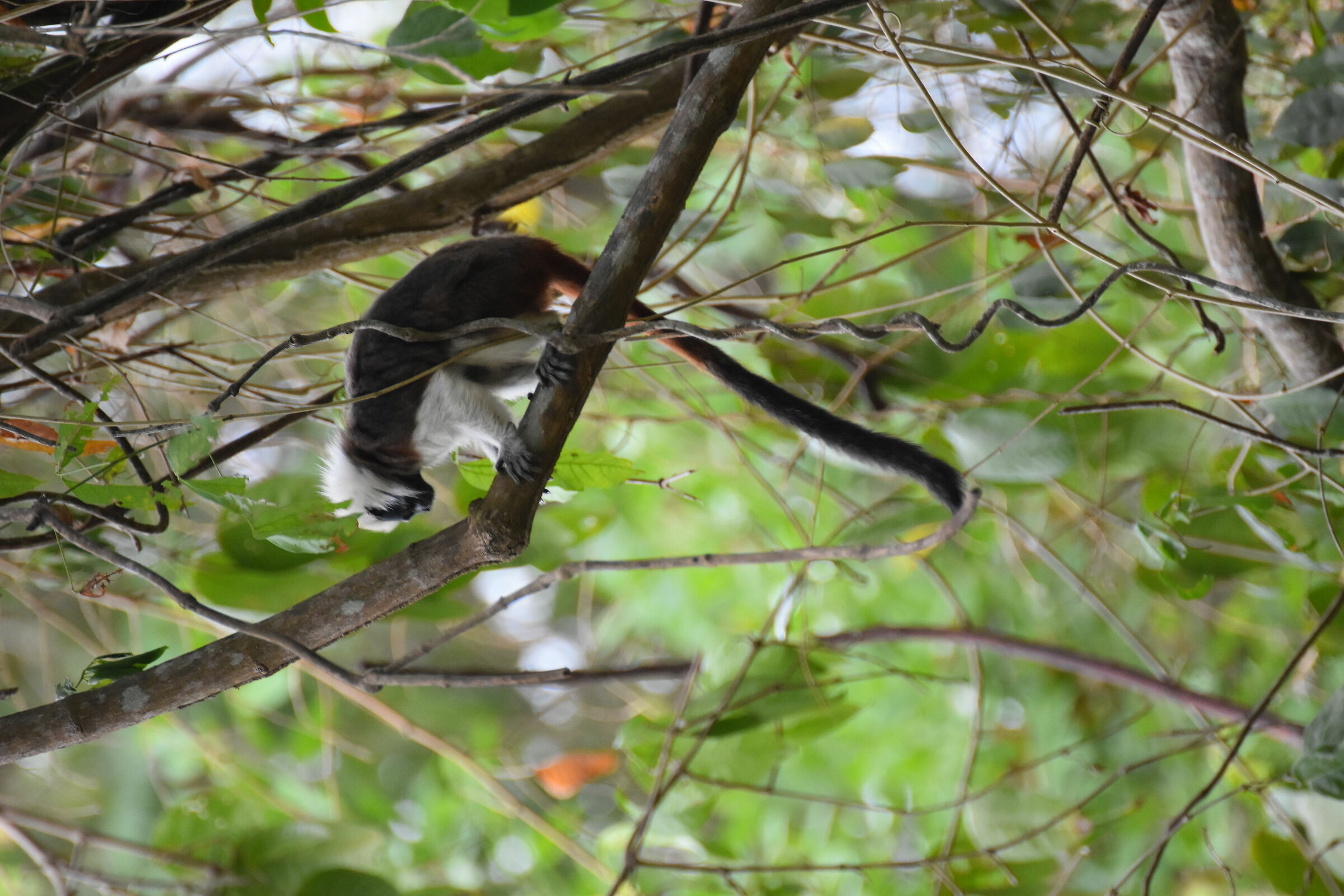 Welcome into the Jungle