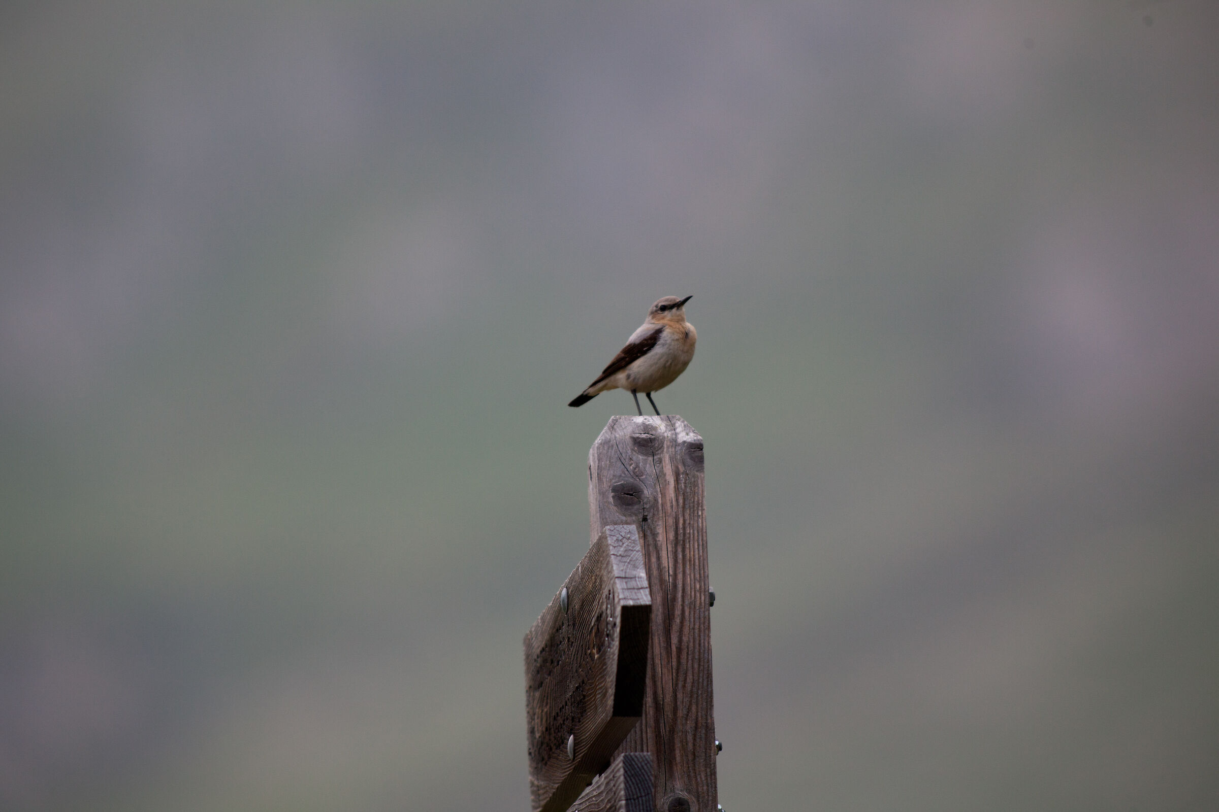 Culbianco in Seeber See, South Tyrol