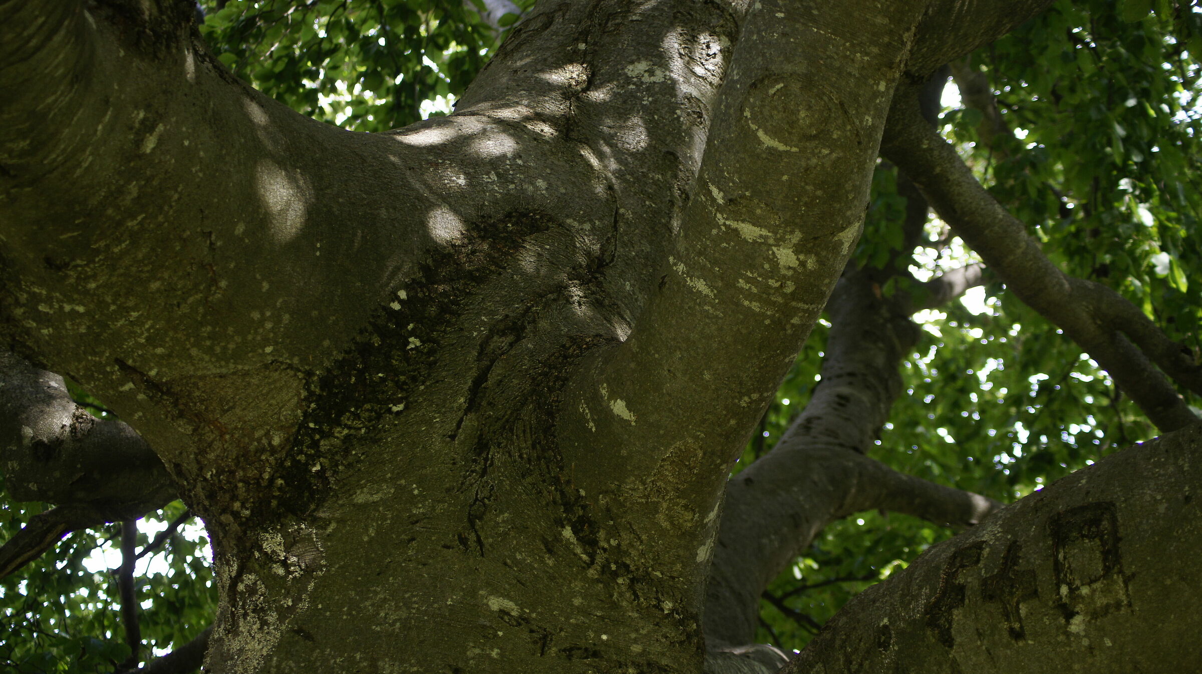 tree at the step of the Presolana