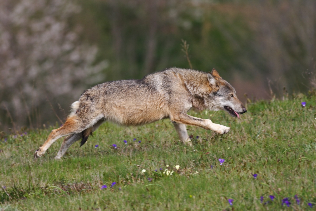 wolf running