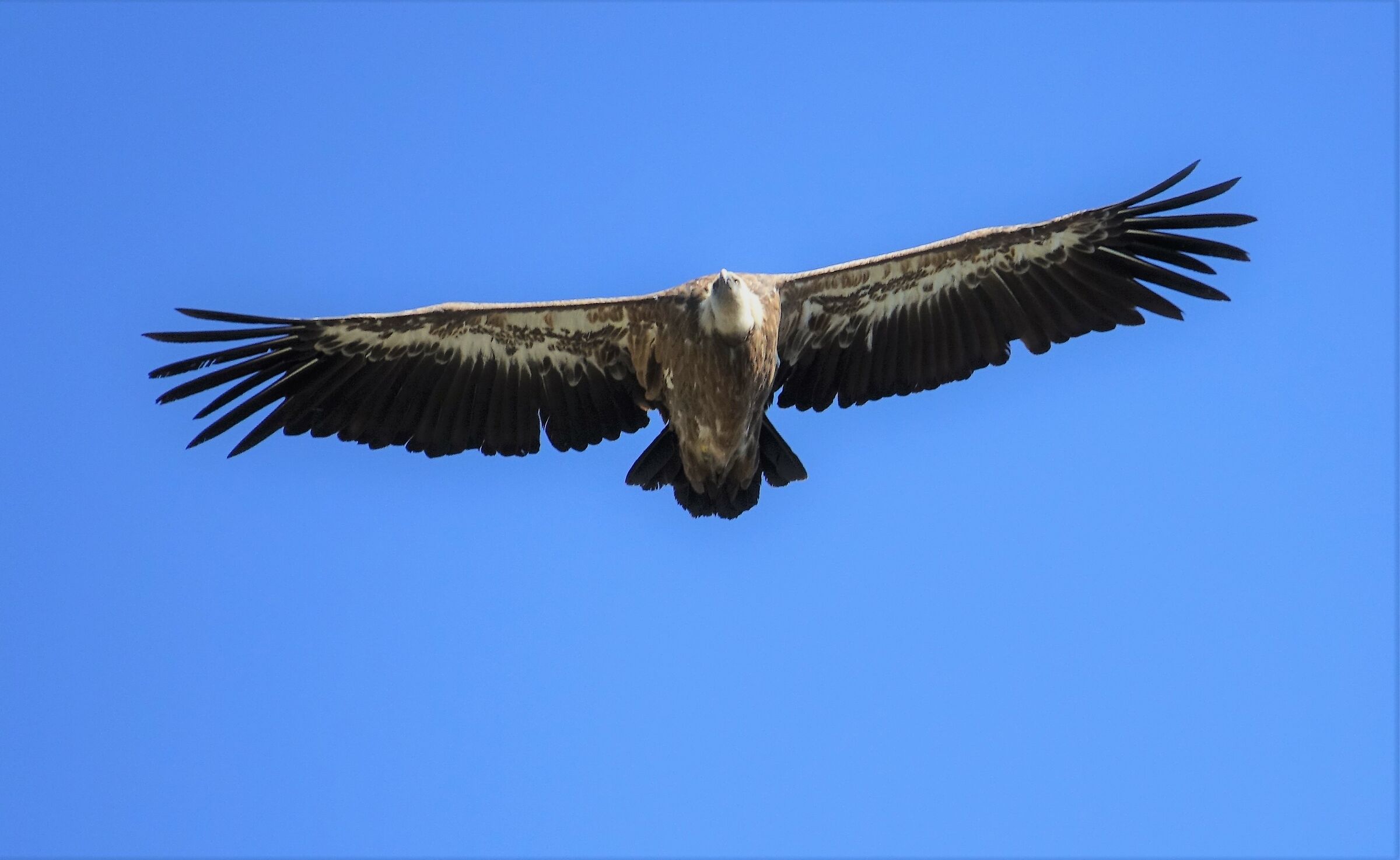 ..un bel grifone(Gyps fulvus)