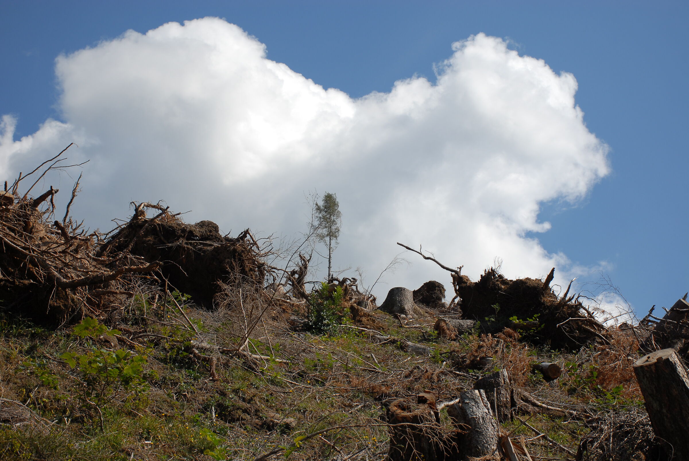 What's left after the storm