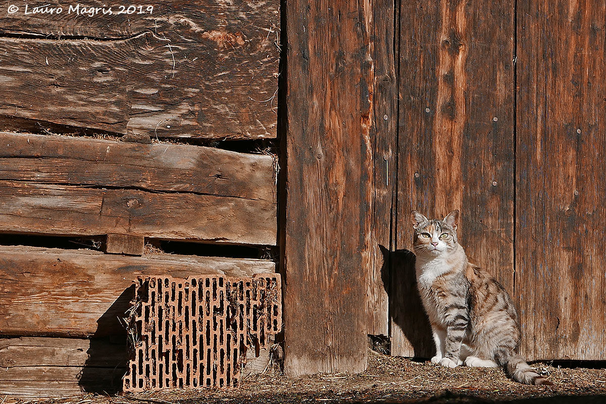 Il guardiano della stalla