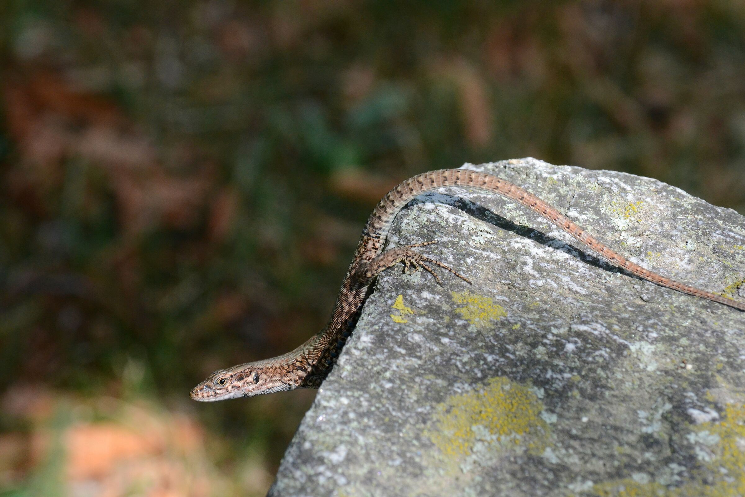 Standing on the stone