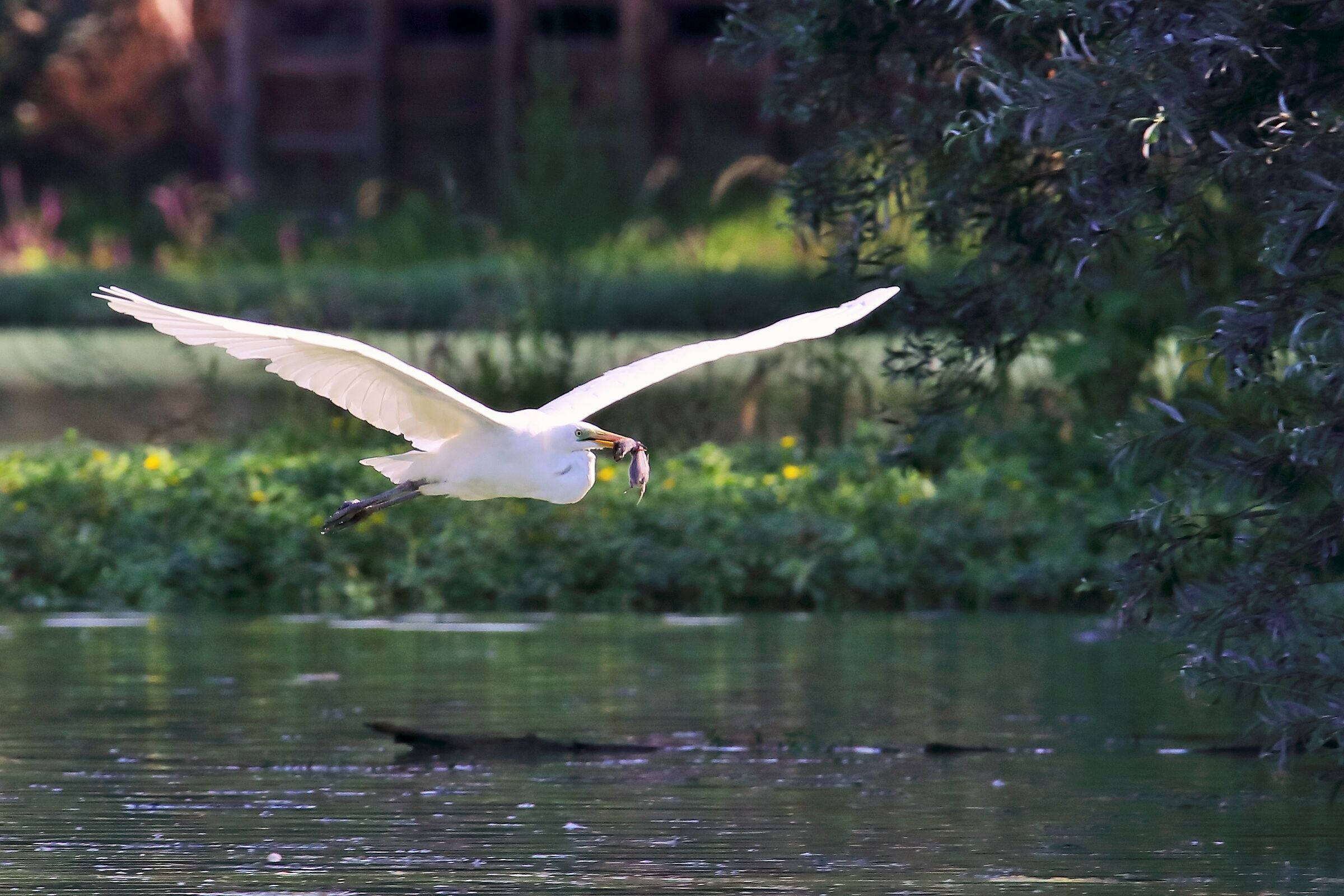 I only eat organic products