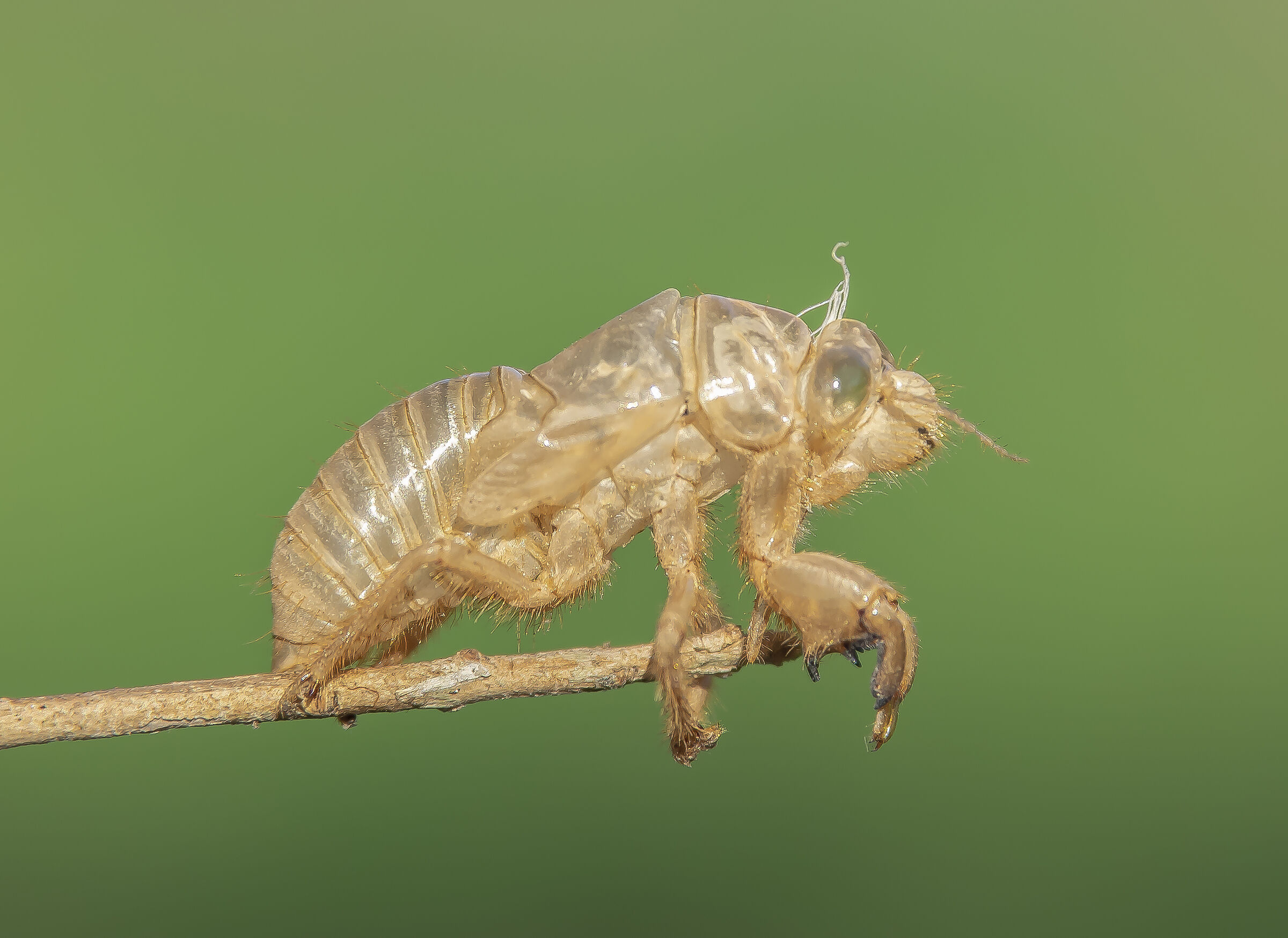 Exuvia di Cicala
