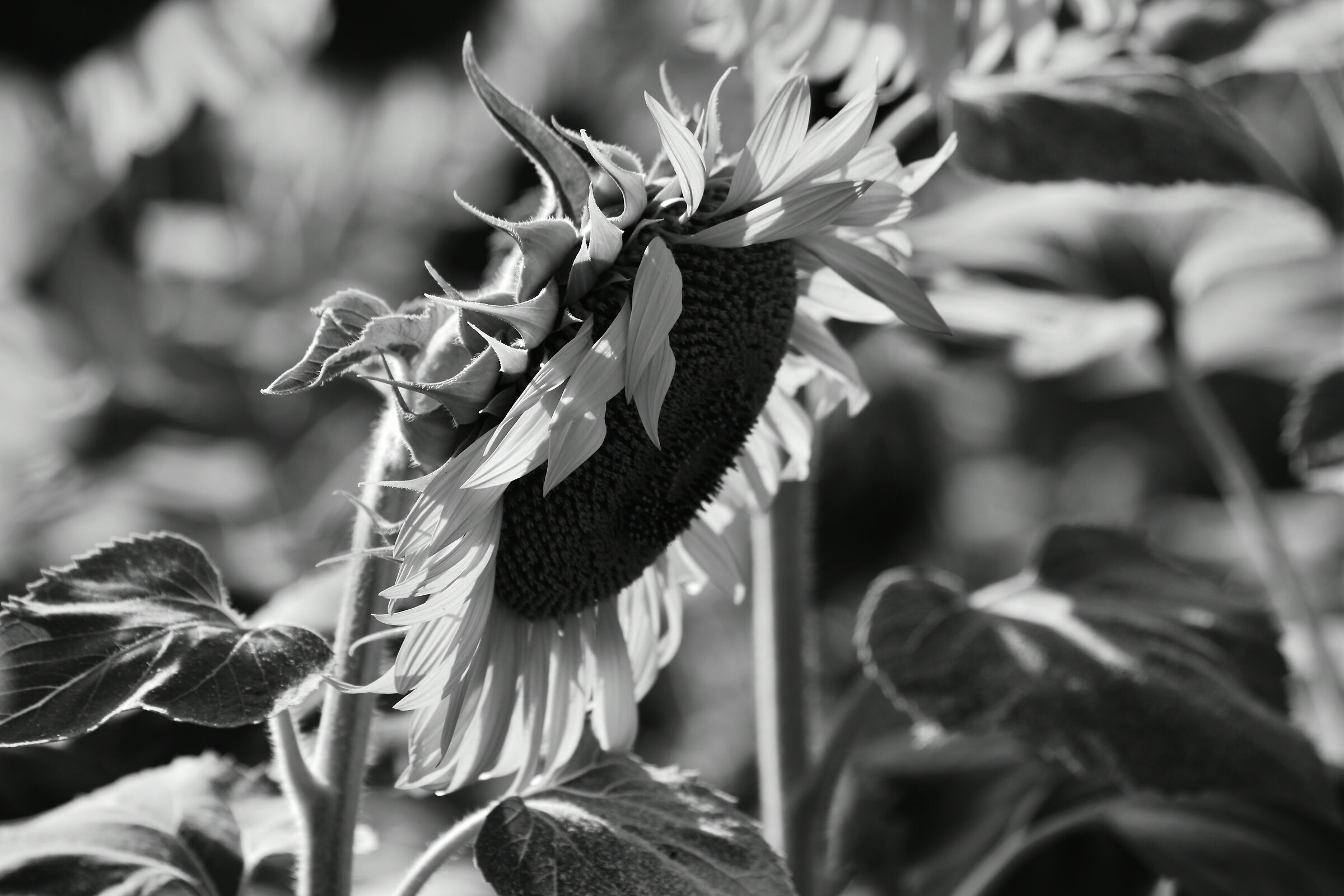 L'estate sta finendo!