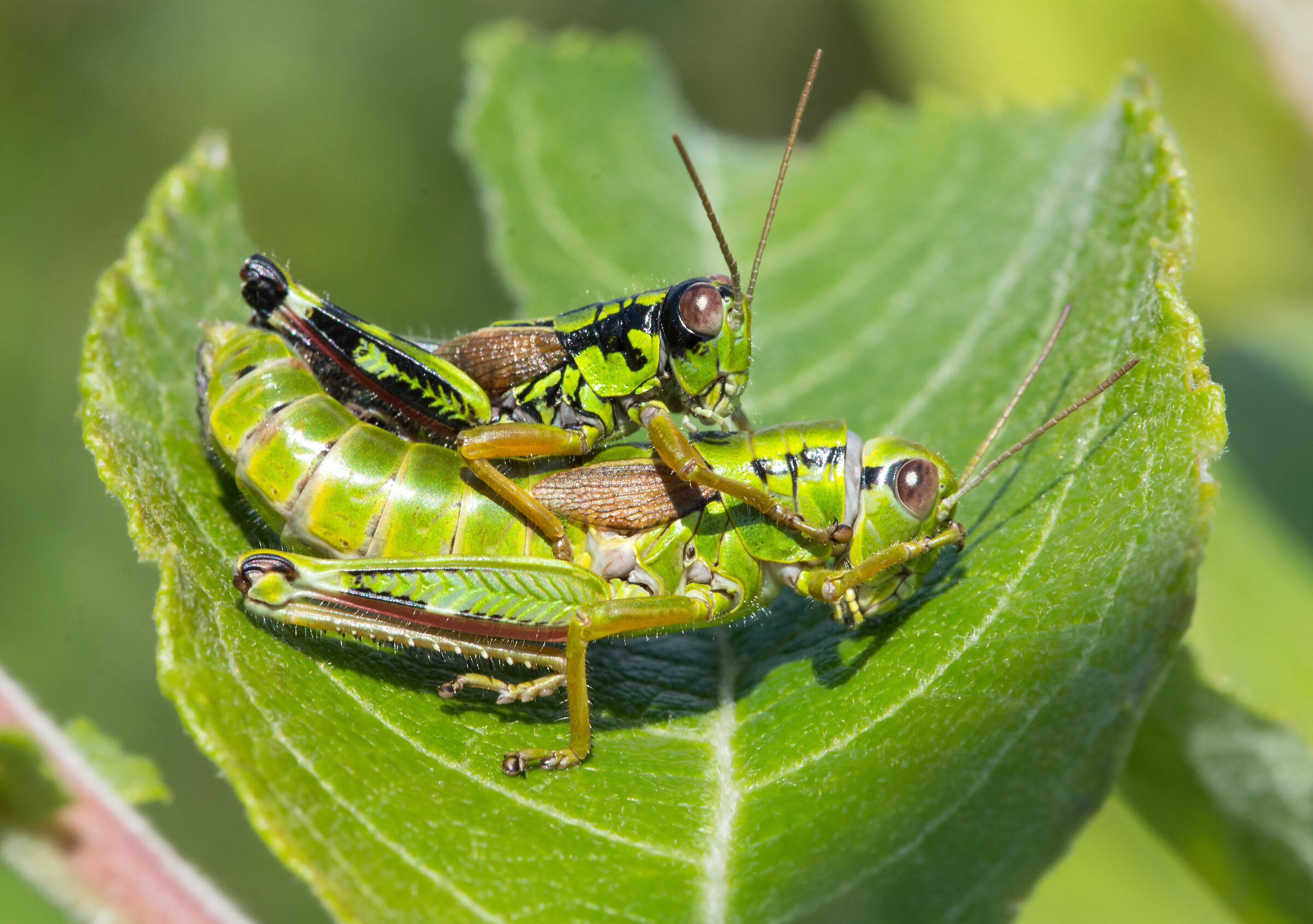 autostop-escursionismo