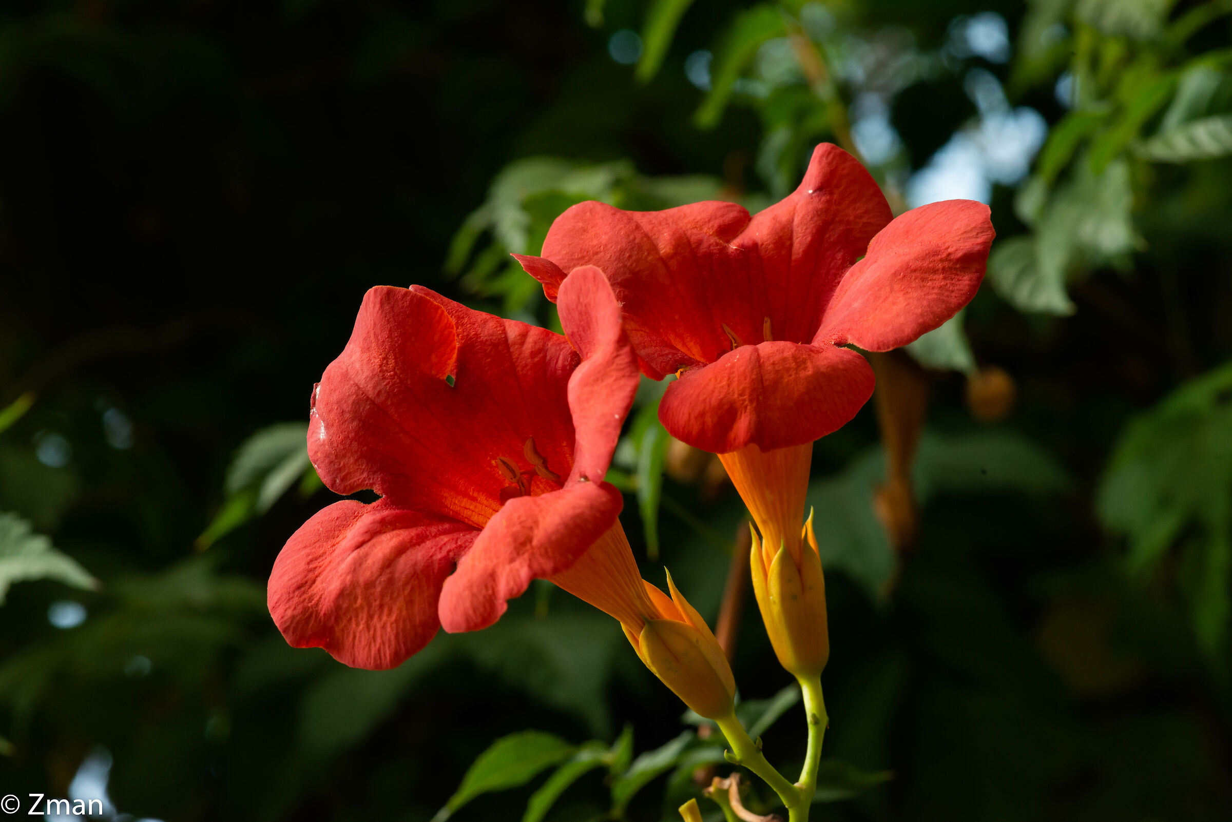 Trumpet Flowers