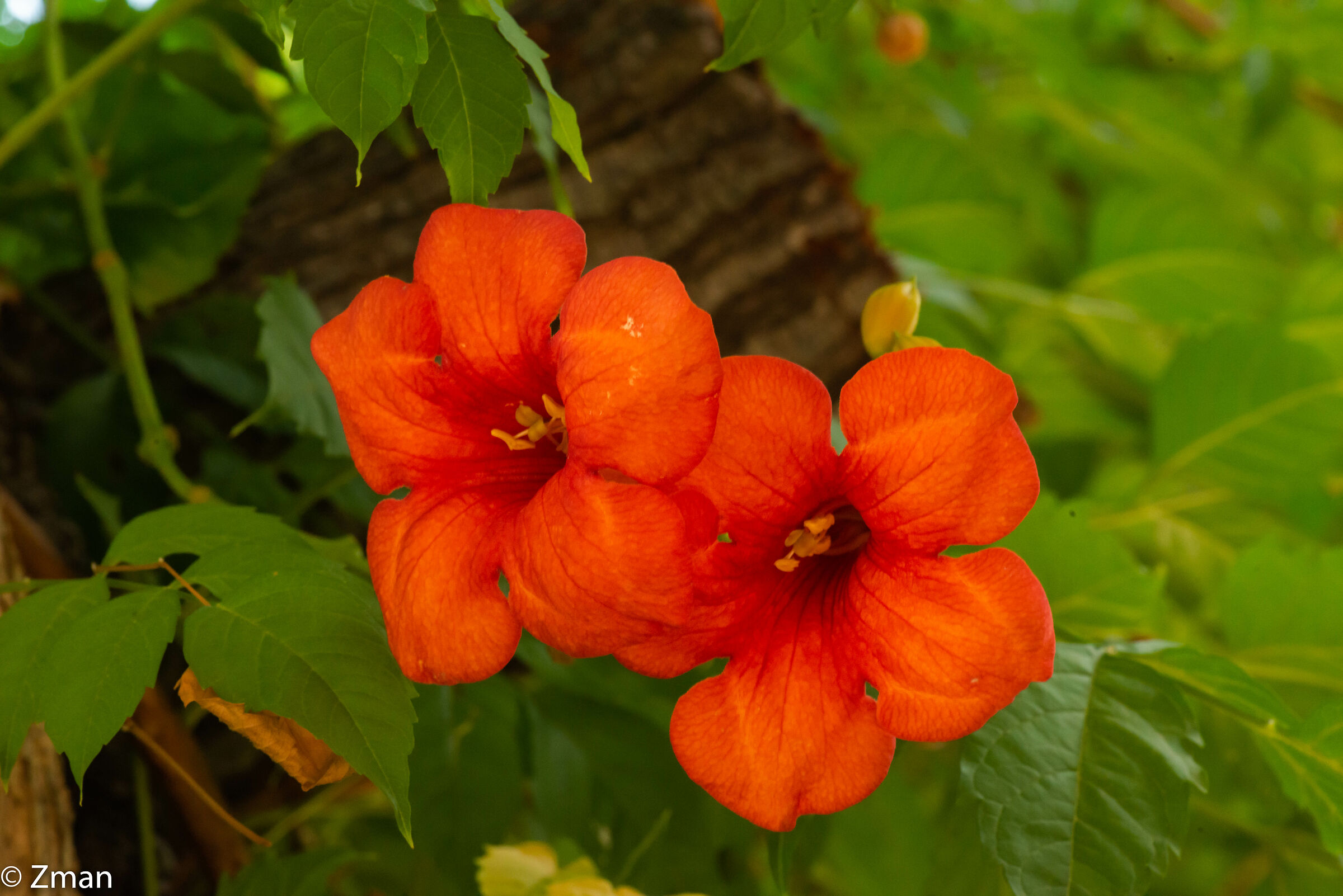Trumpet Flowers