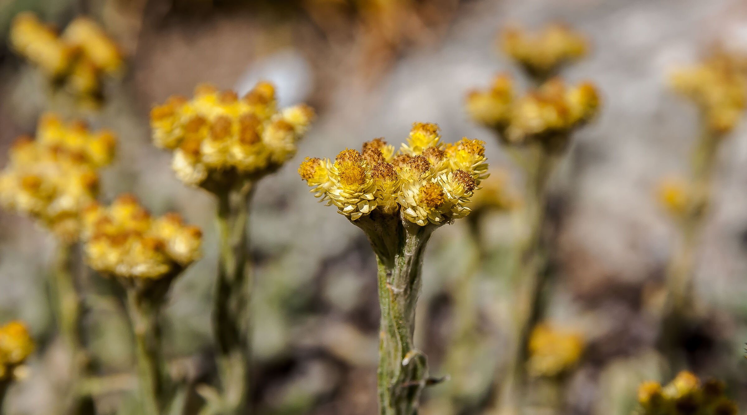 Il più bell.....hem, più simpatico della compa...
