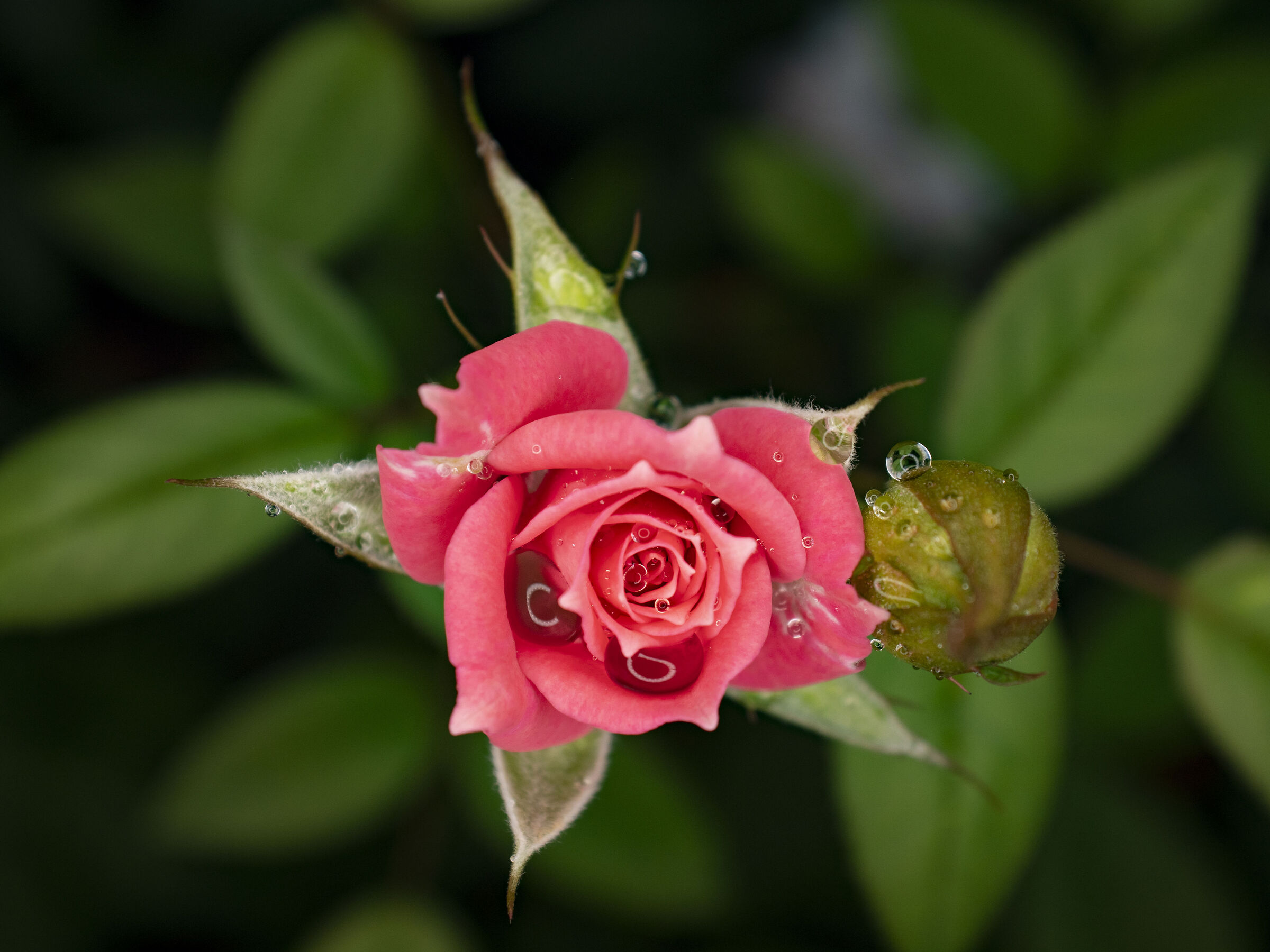 Rosellina estiva 001