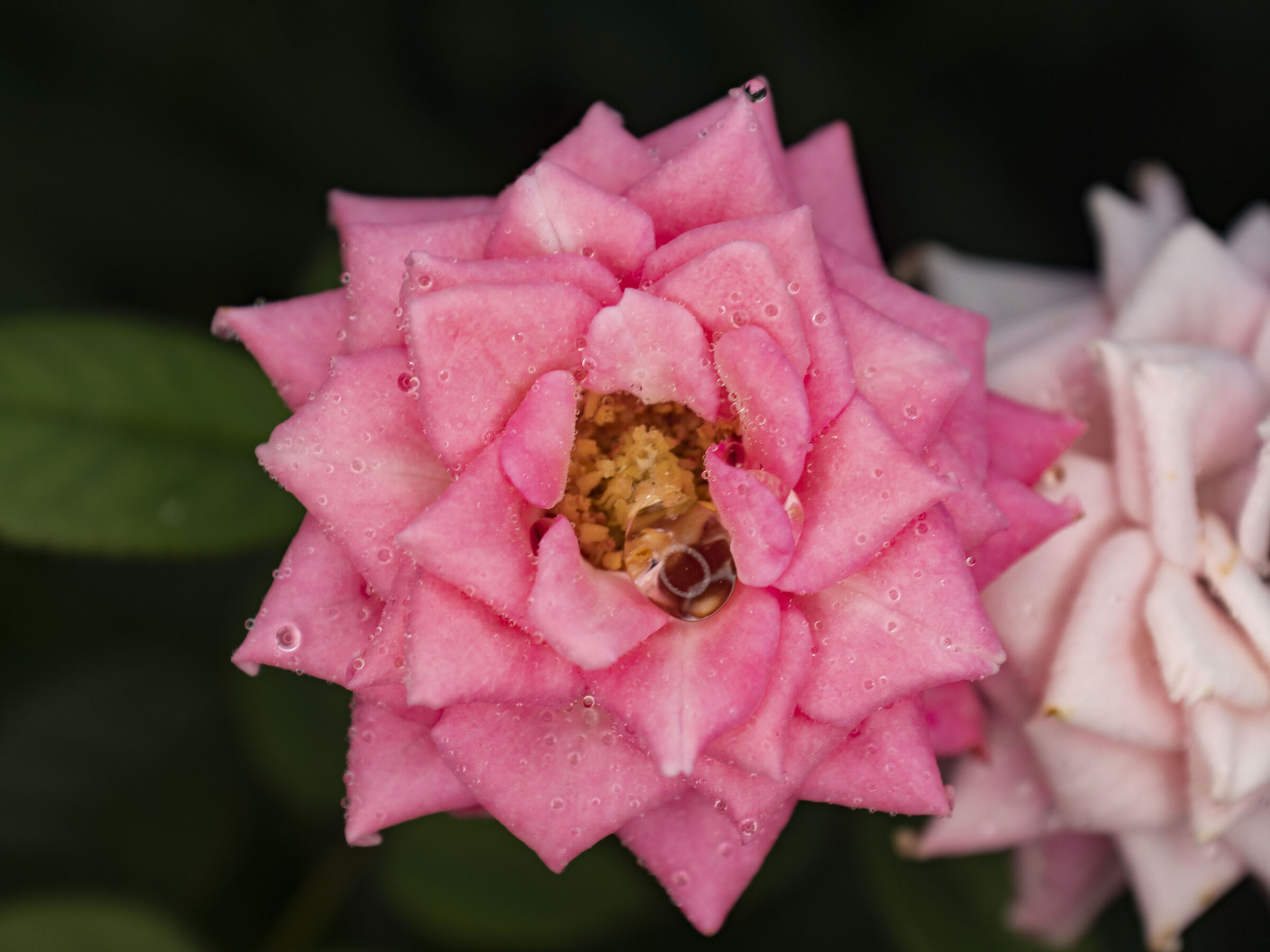 Rosellina Summer 001