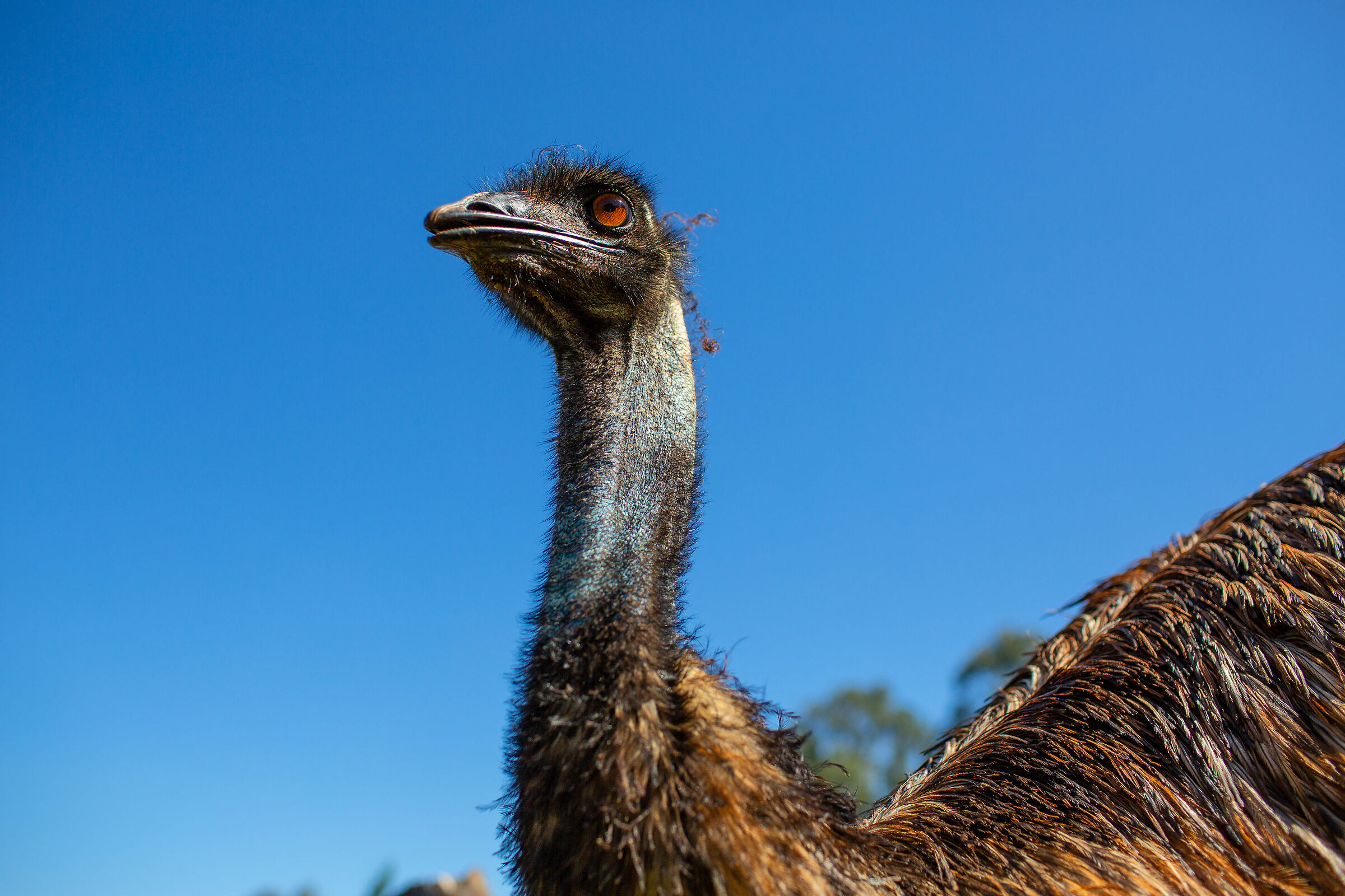 Emu