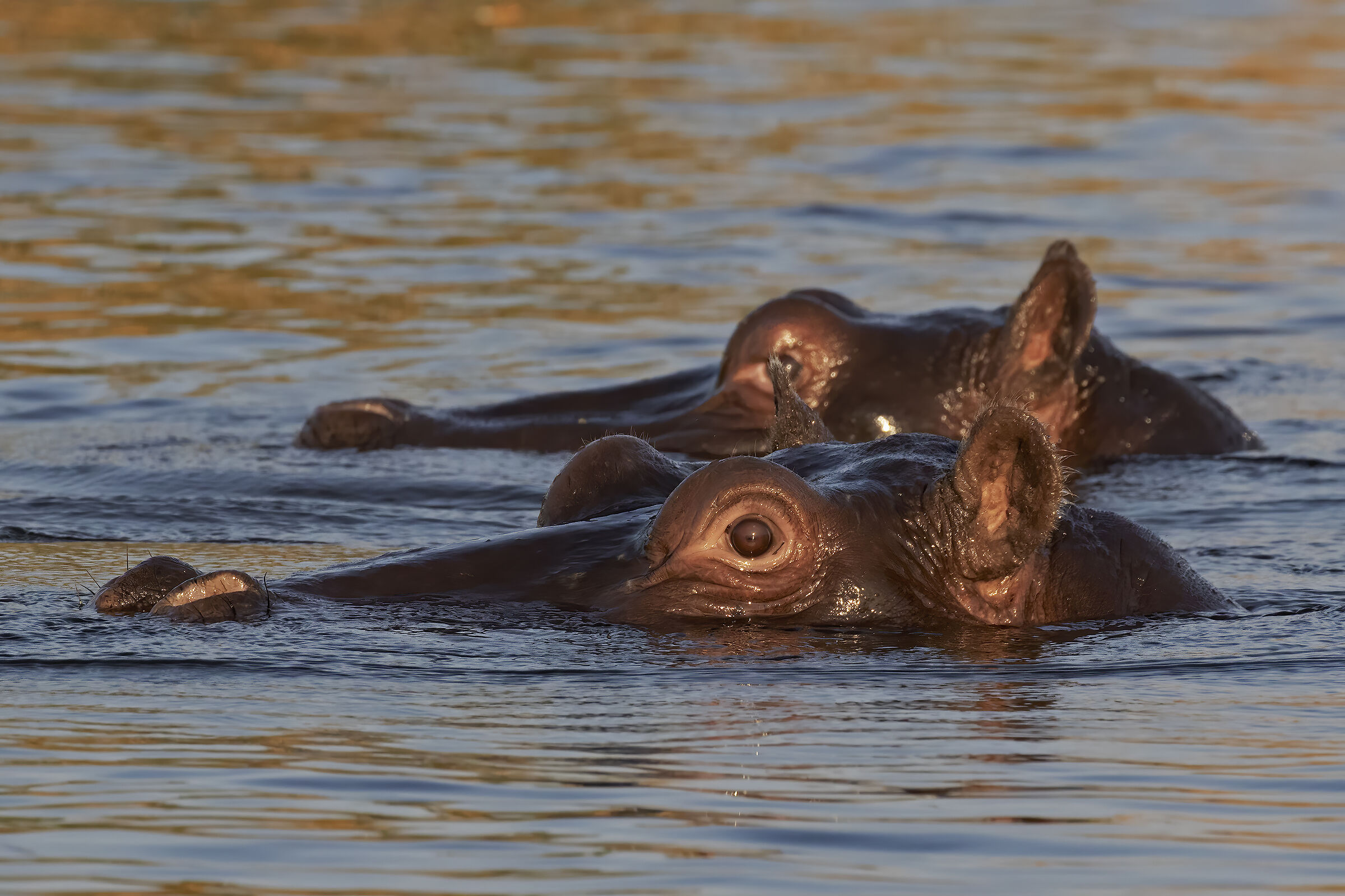 Ippopotami
