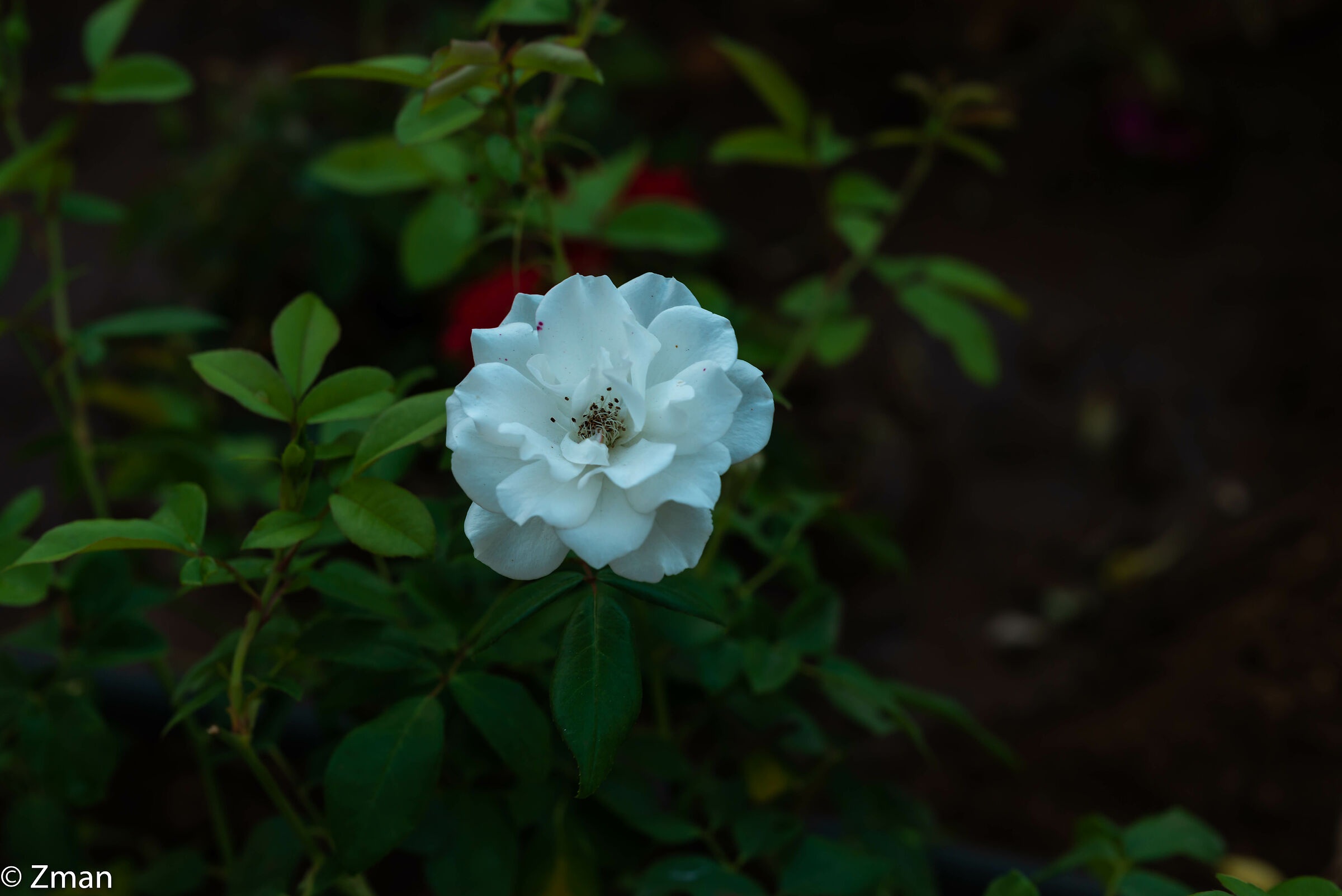 Rosa Bianca