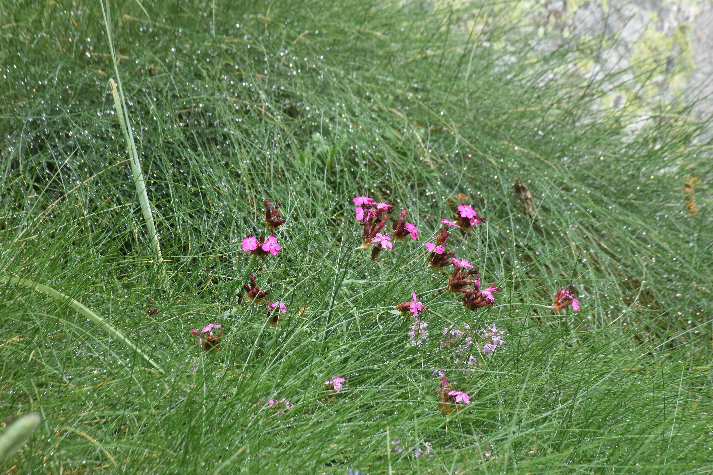 carnations after the rain