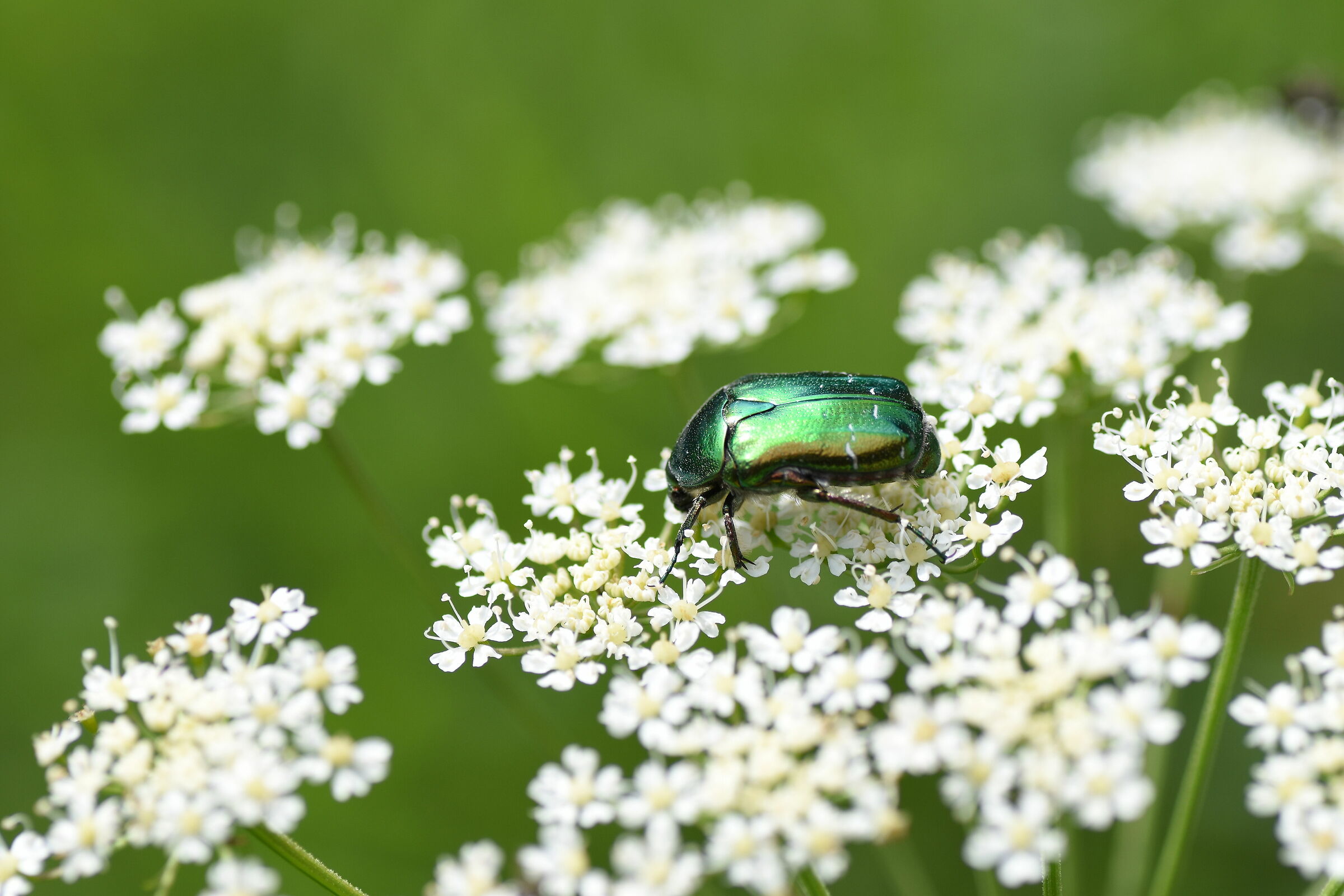 ketonia- pasubio valleys