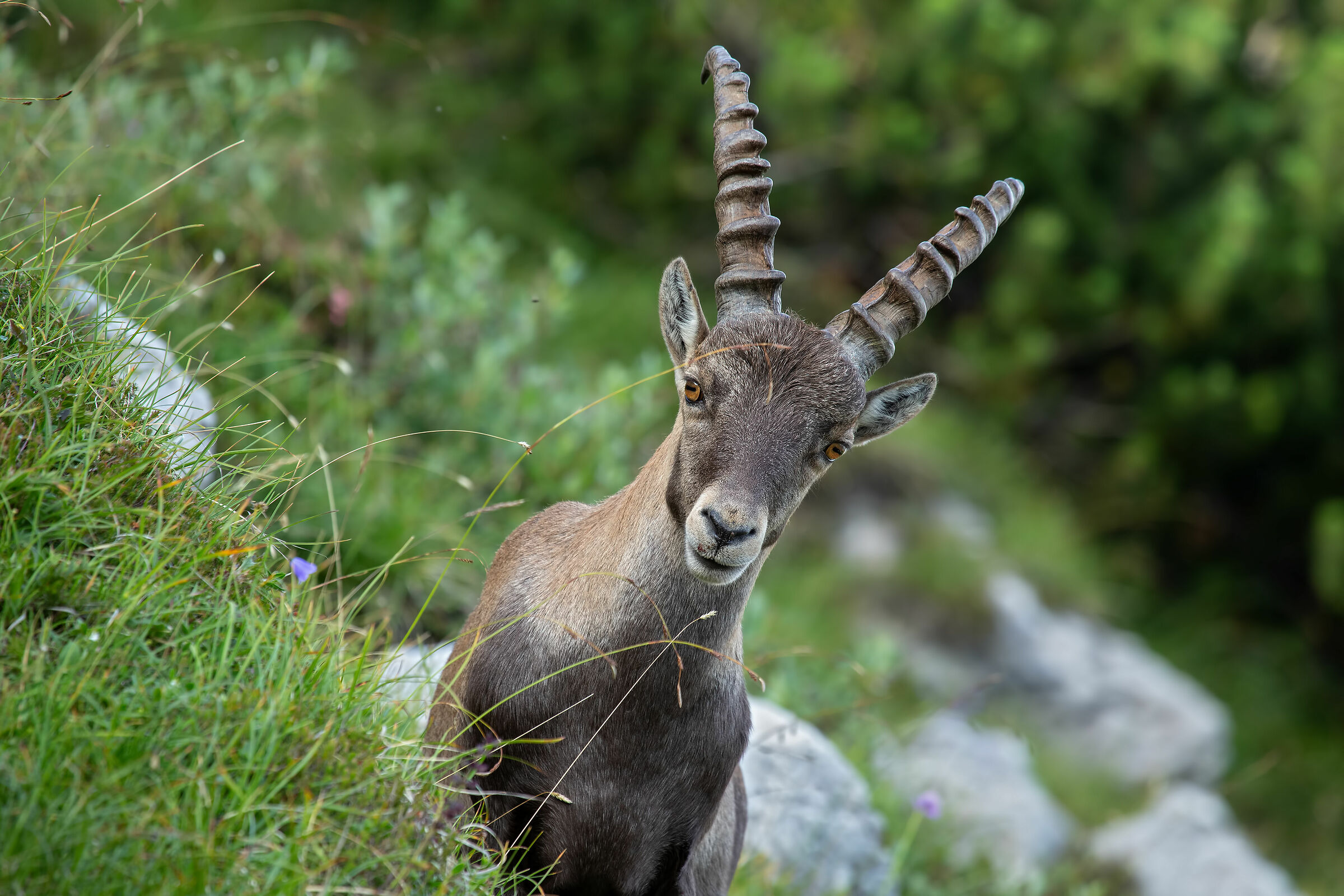 Sanctuary Friulano 5k