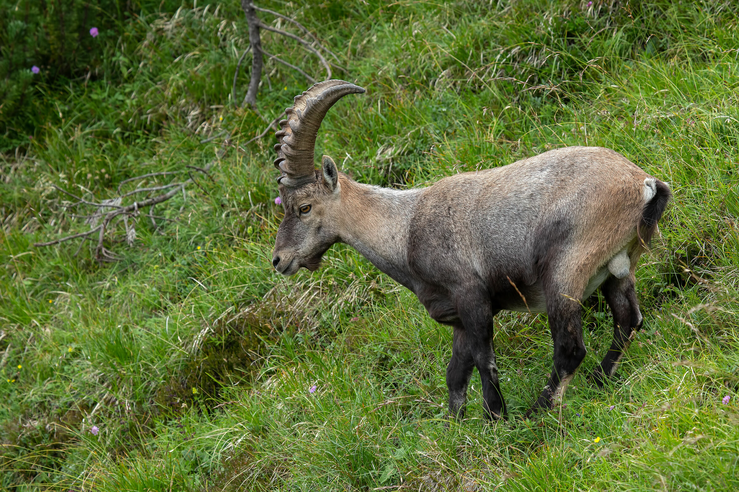 Stanbecco Friulano 2