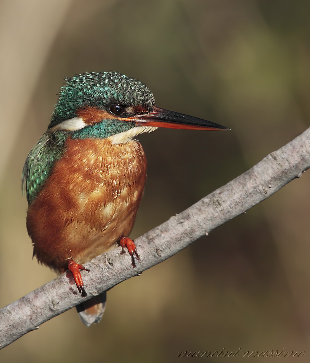 Martina(Alcedo atthis)