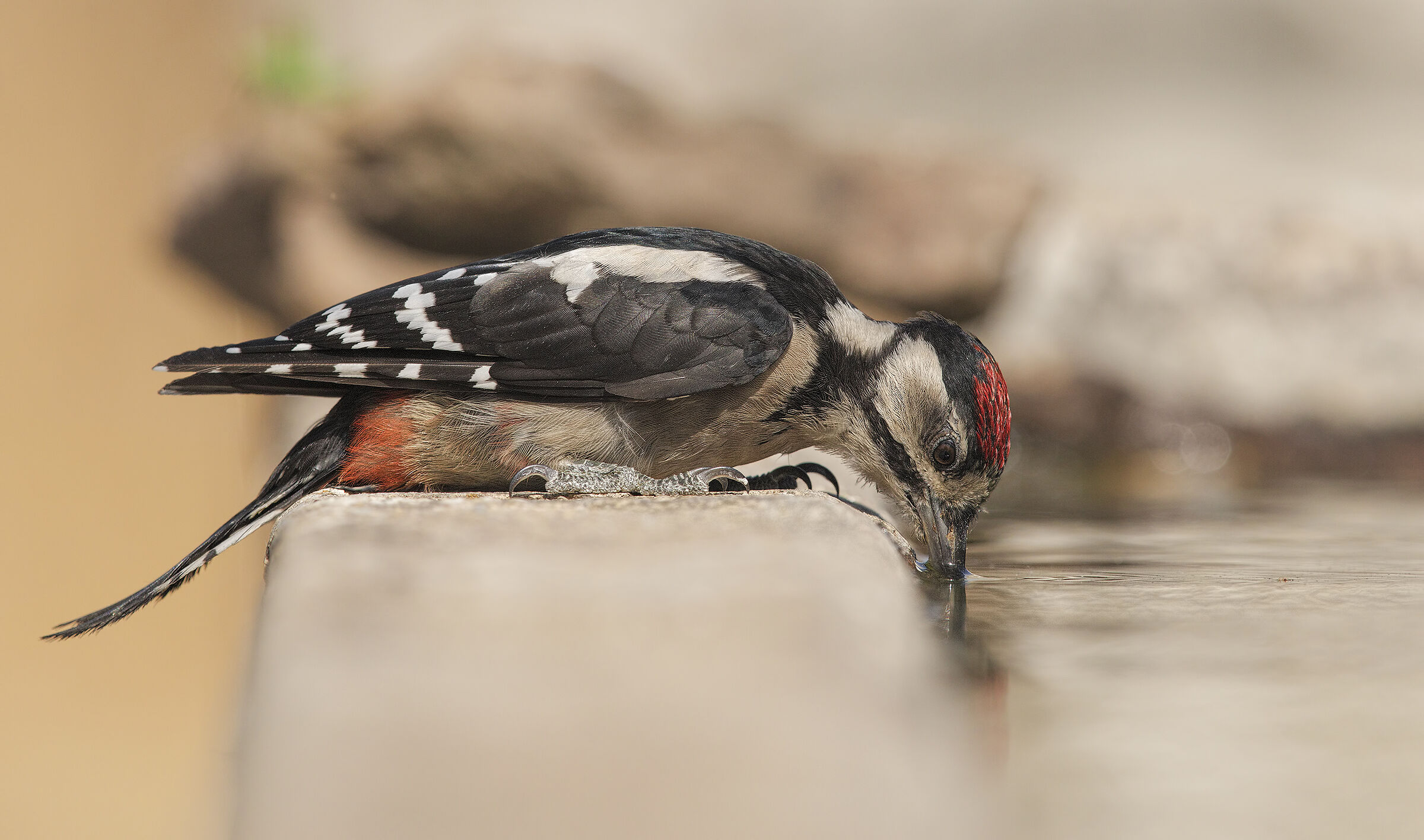woodpecker on the water
