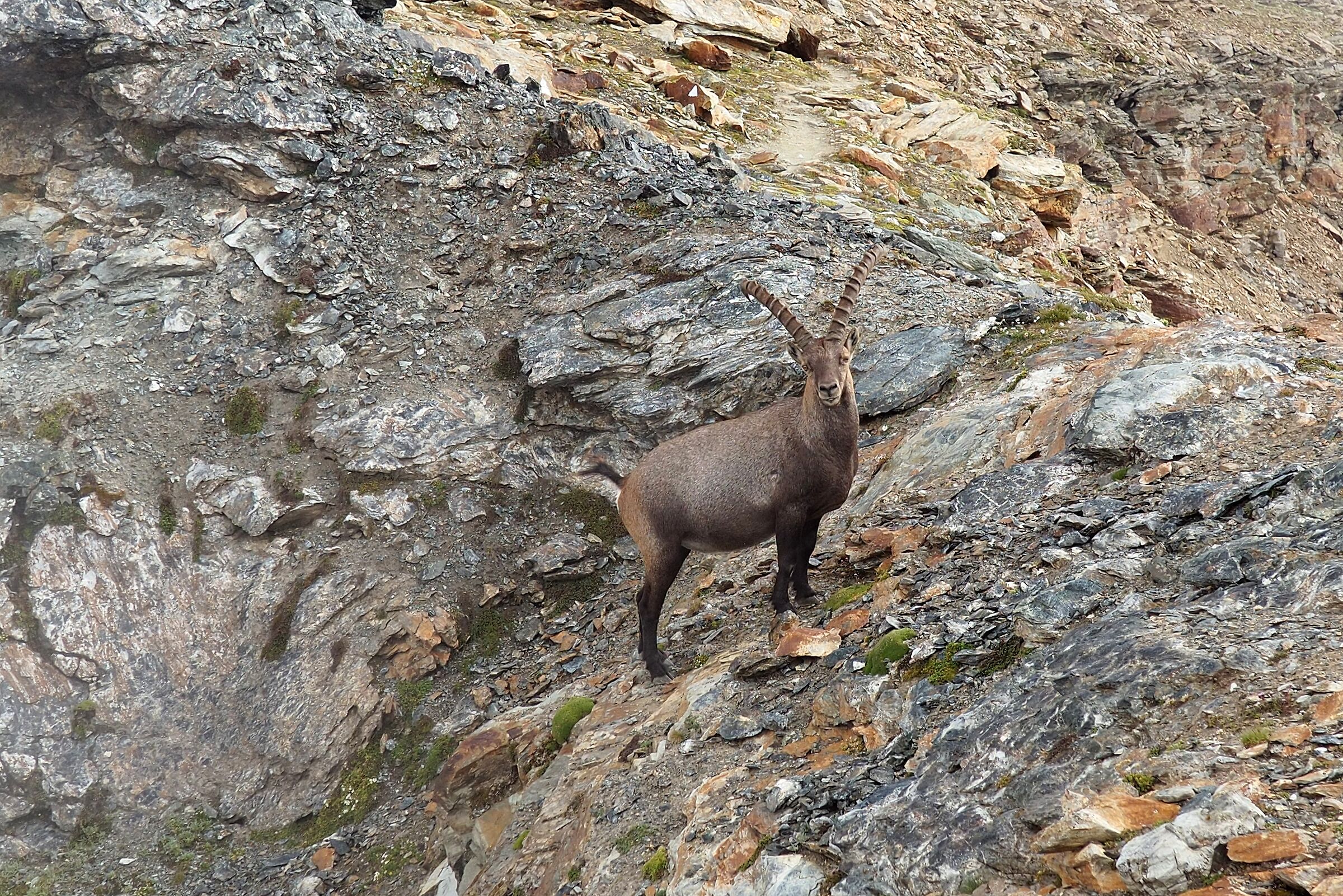 Ibex on the Grey Head