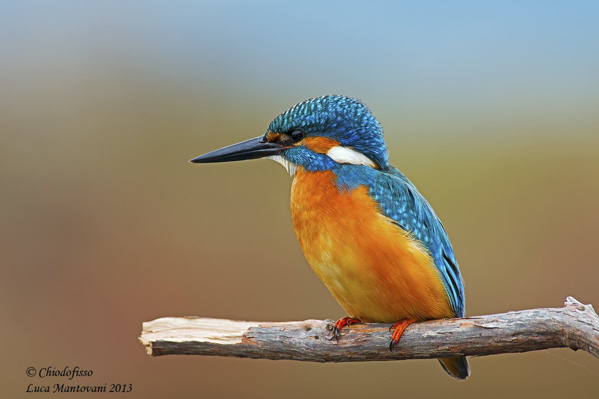 Kingfisher
