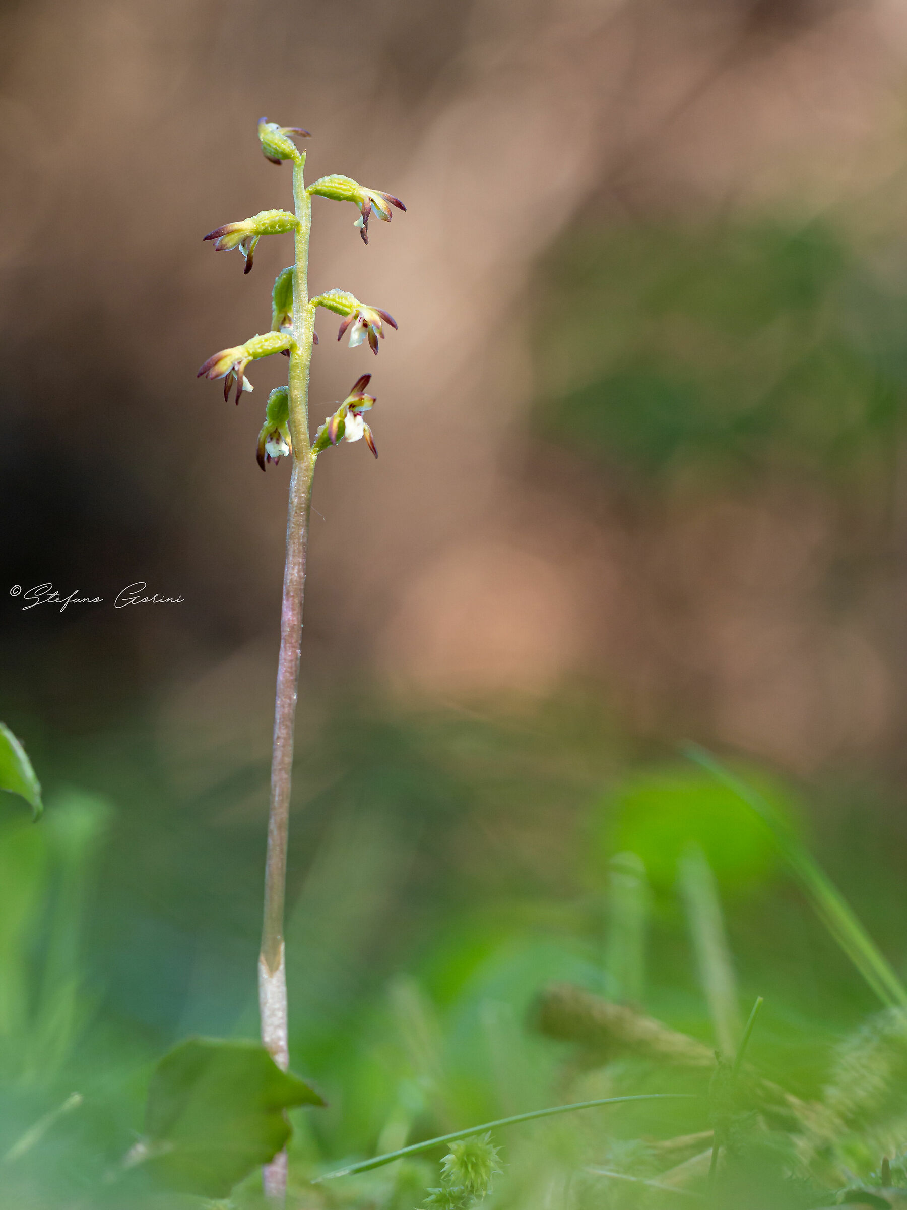 Corallorhyza trifida