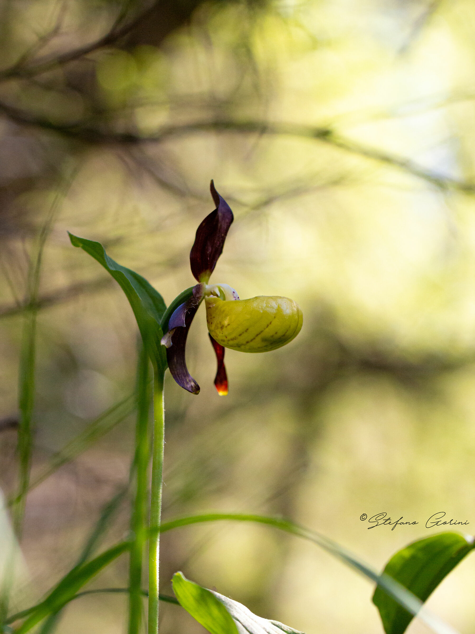 Cypripedium calceolus