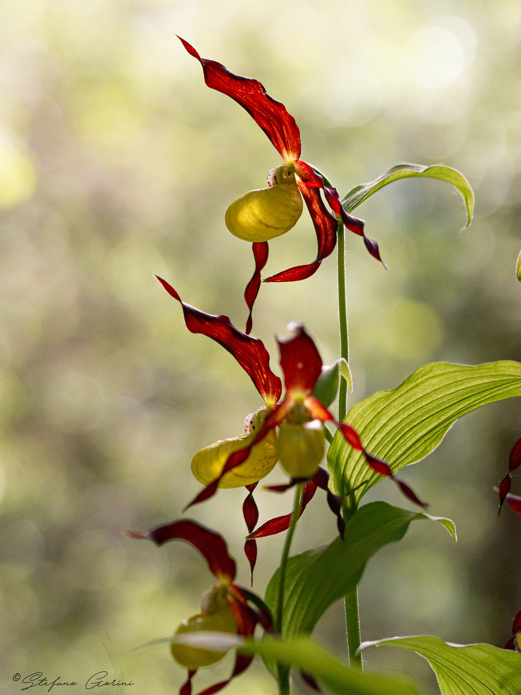 Cypripedium calceolus