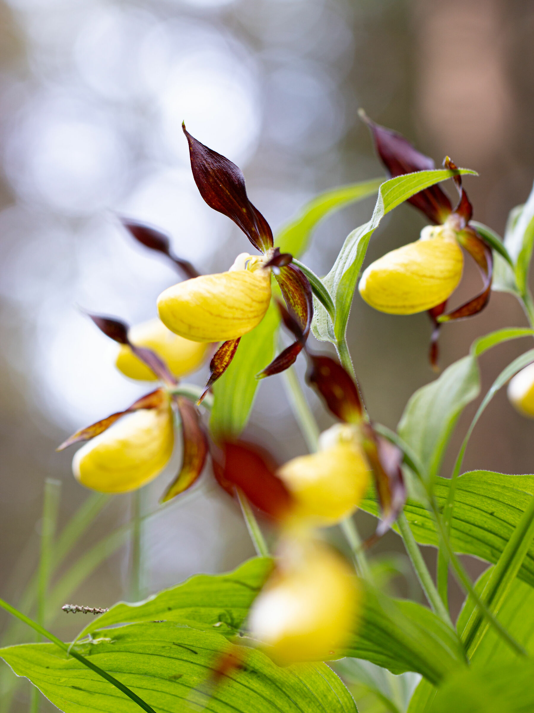Calceolus cypripedium