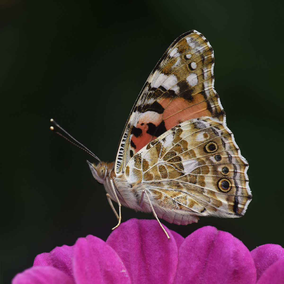 Vanessa Cardui