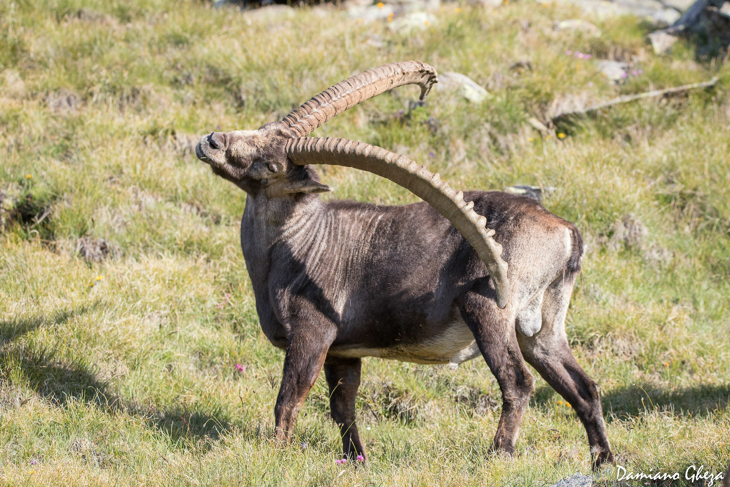 Una bella grattatina