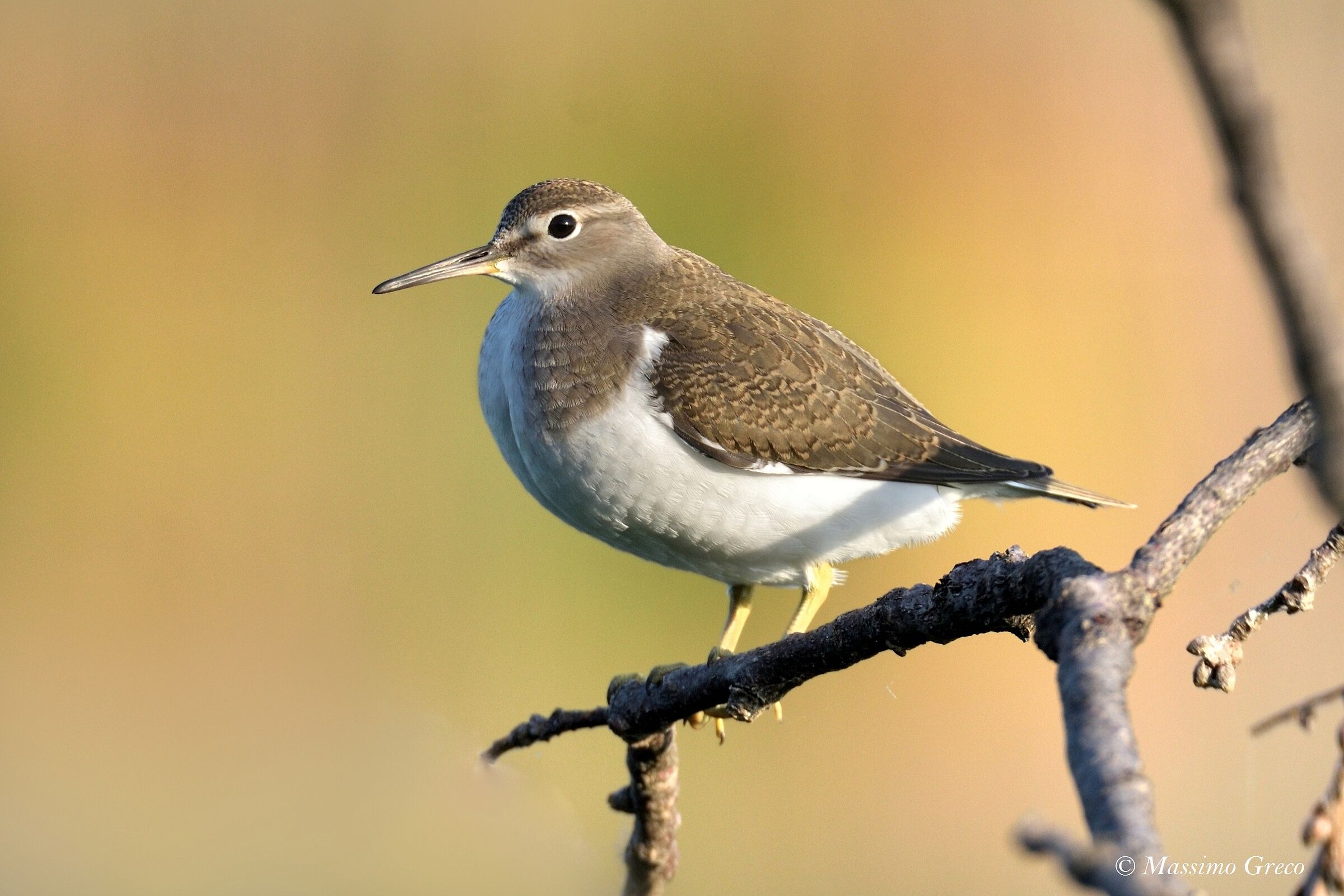 Small Pyro (Actitis hypoleucos)