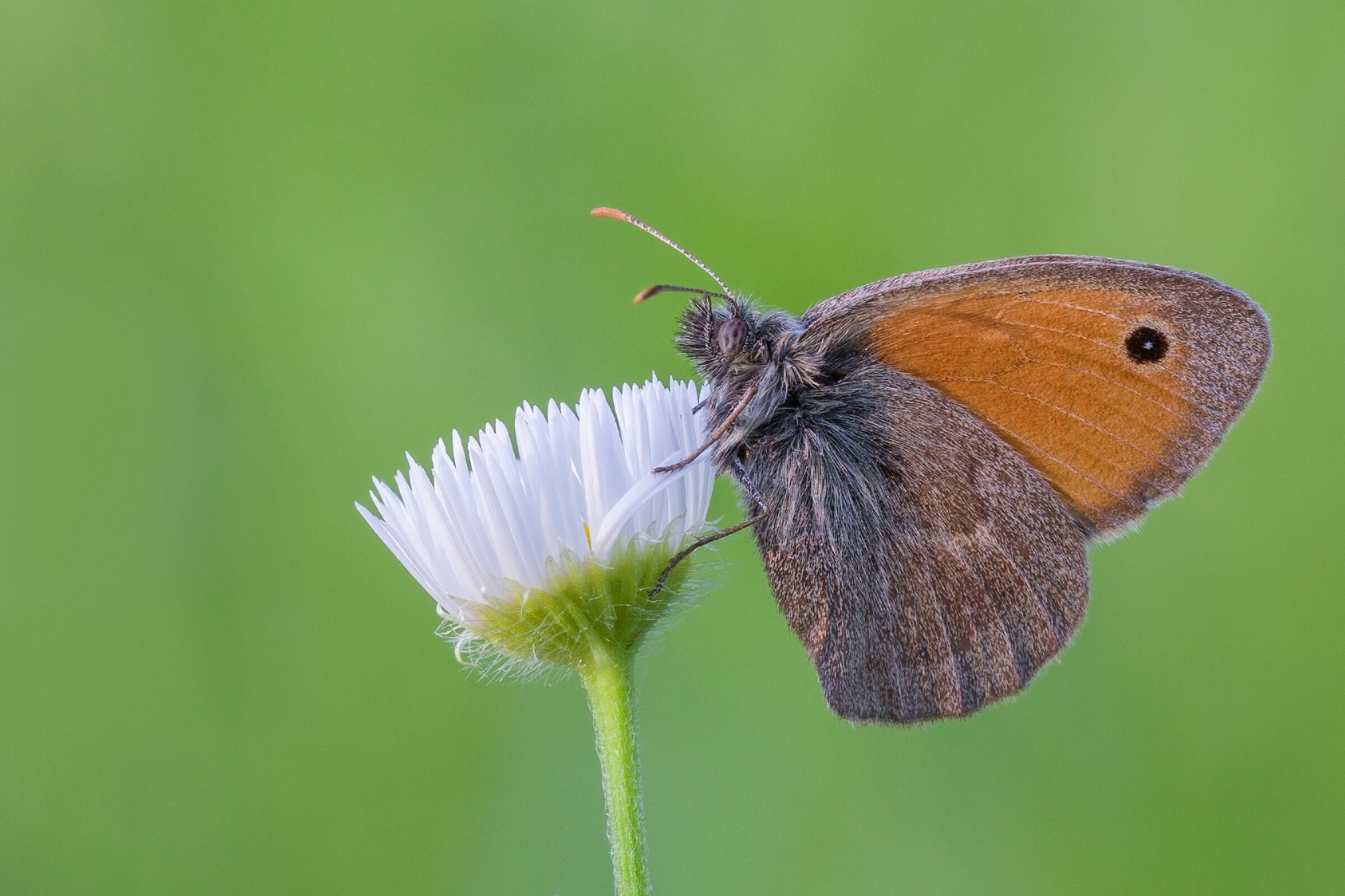 Pamphilus coenonympha