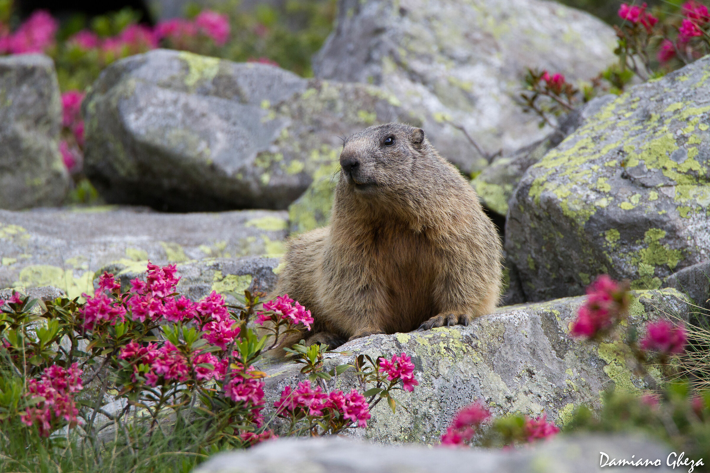 Marmotta tra i rododendri