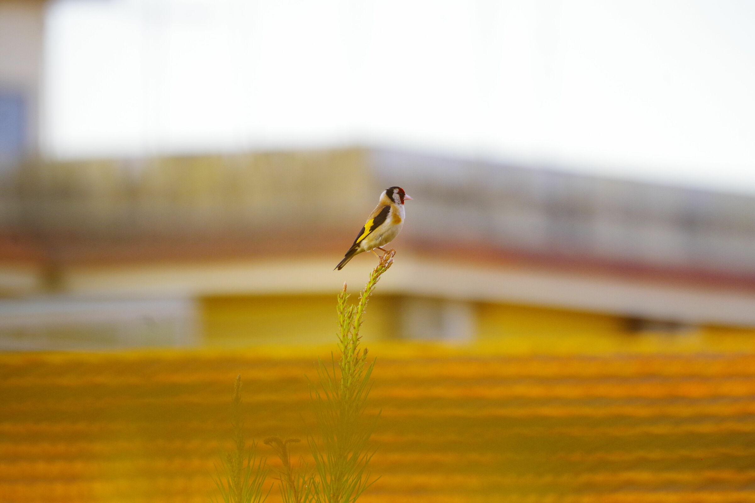 cardellino equilibrista