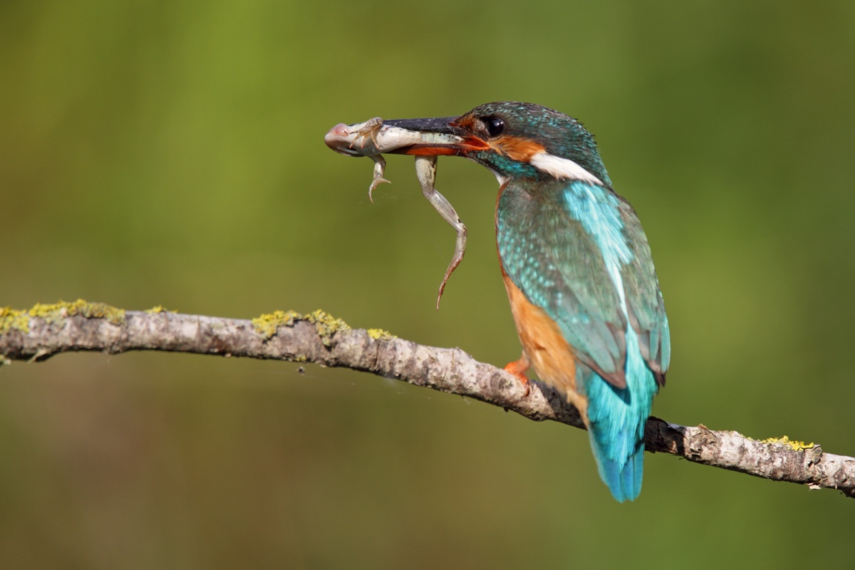 Martin pescatore con rana