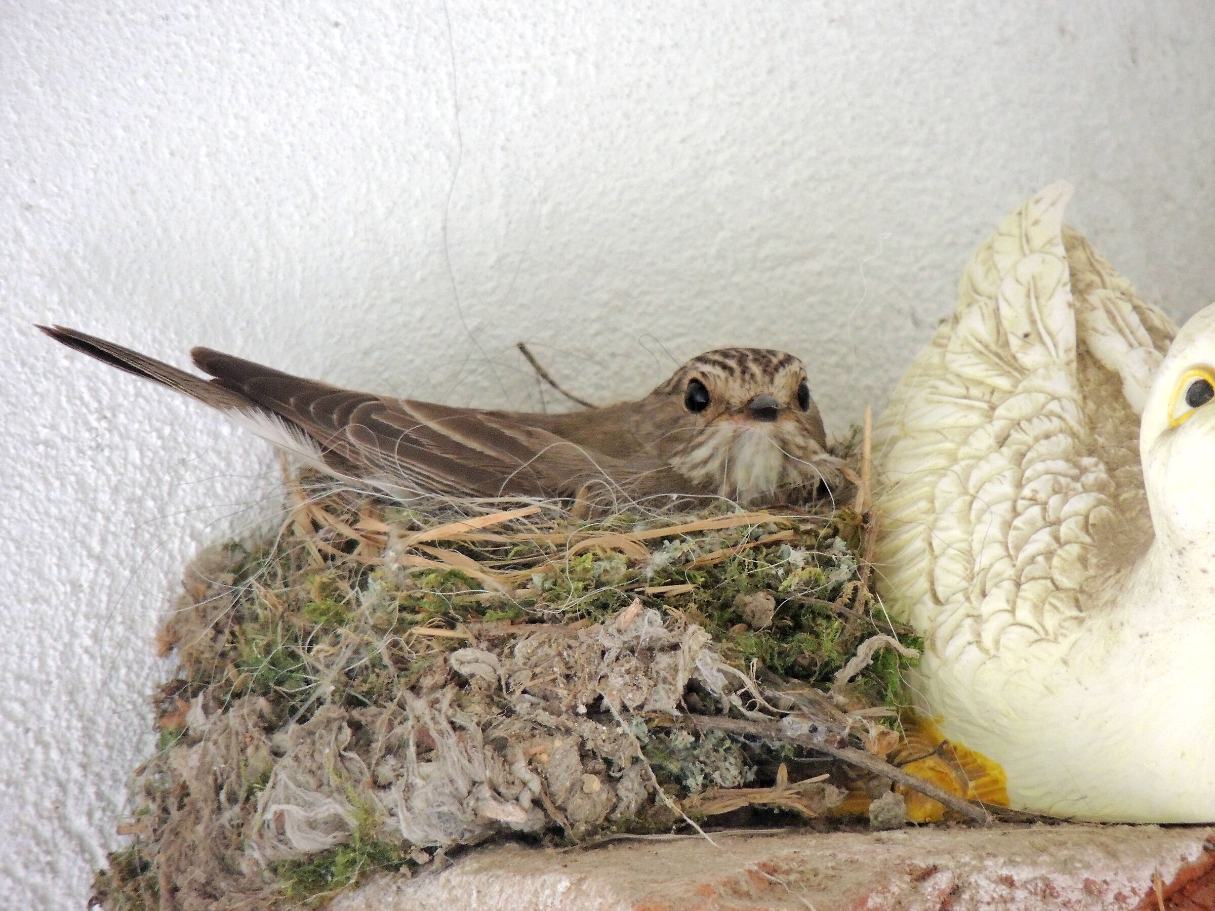 flyovers on the nest