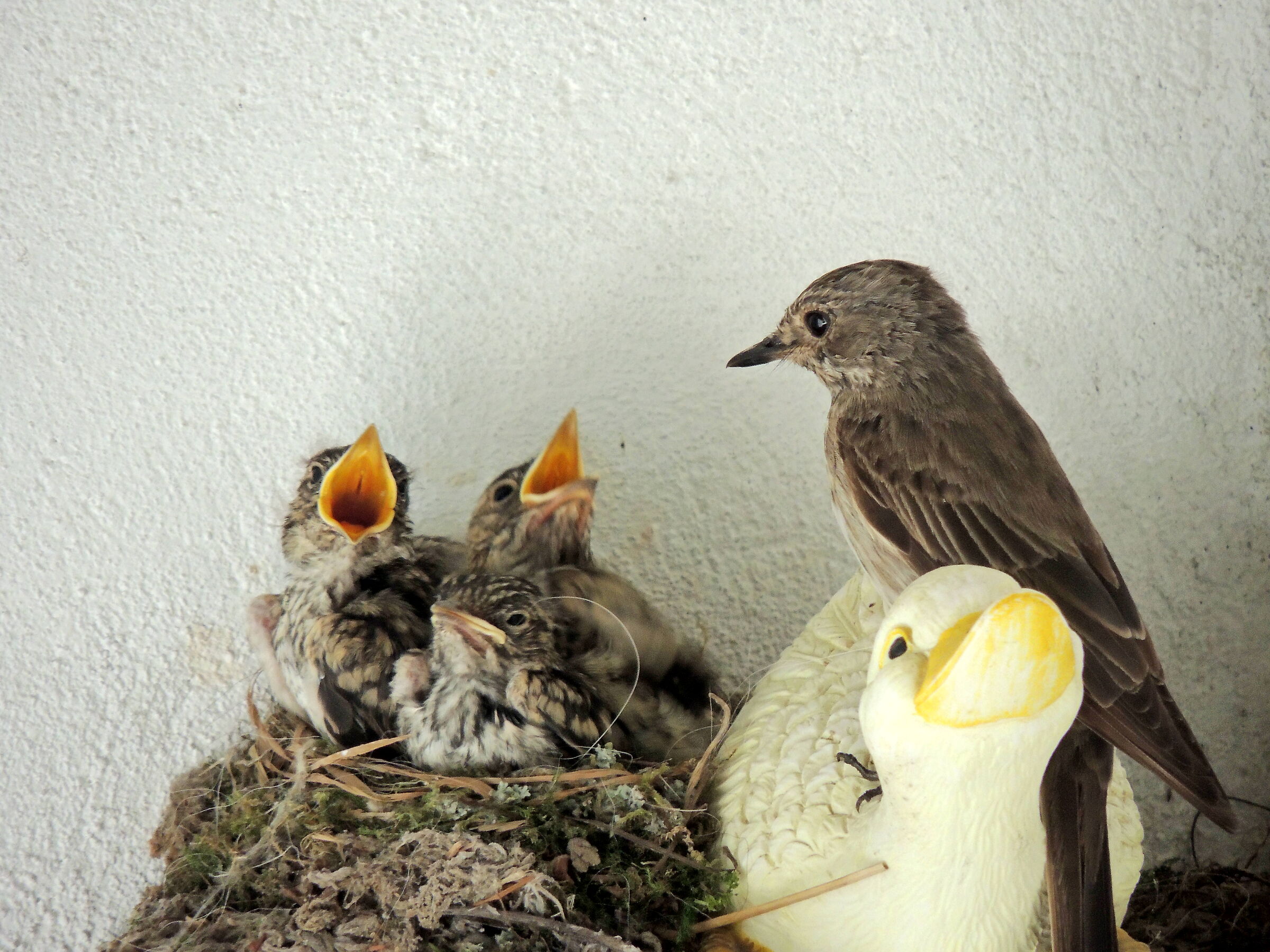 flyovers with offspring