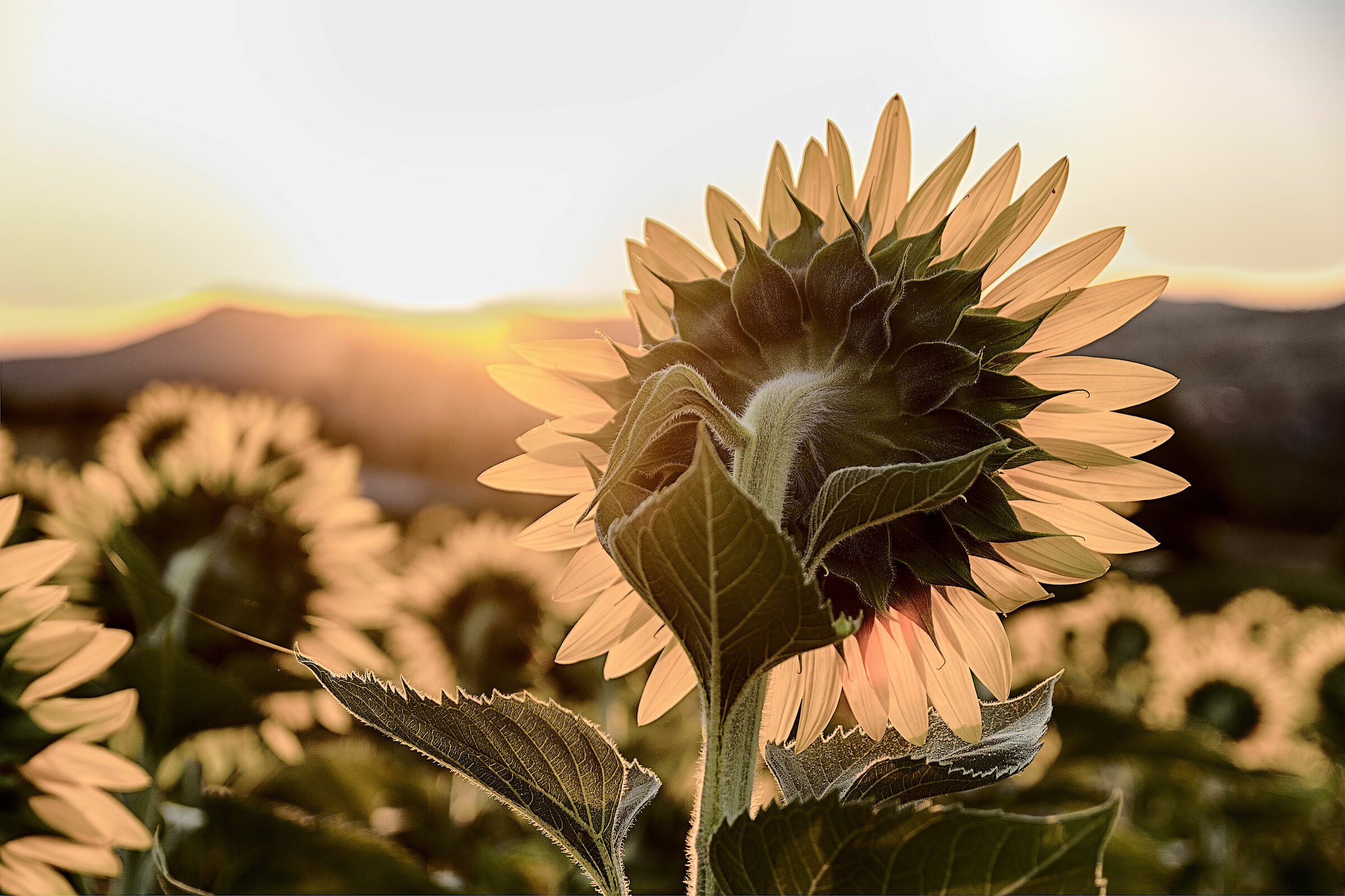 ultima 2019 girasoli