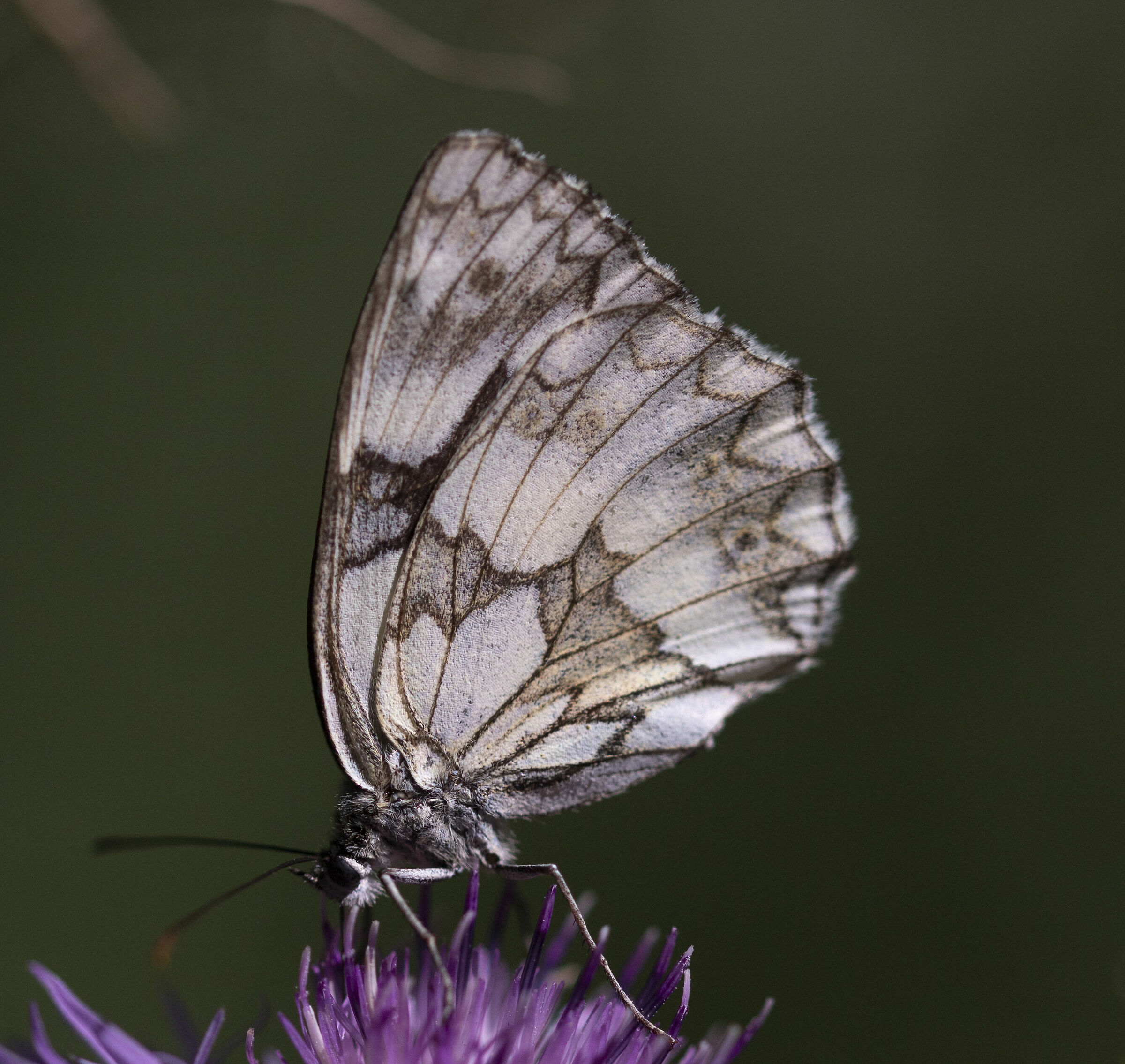 Melanargia galathea