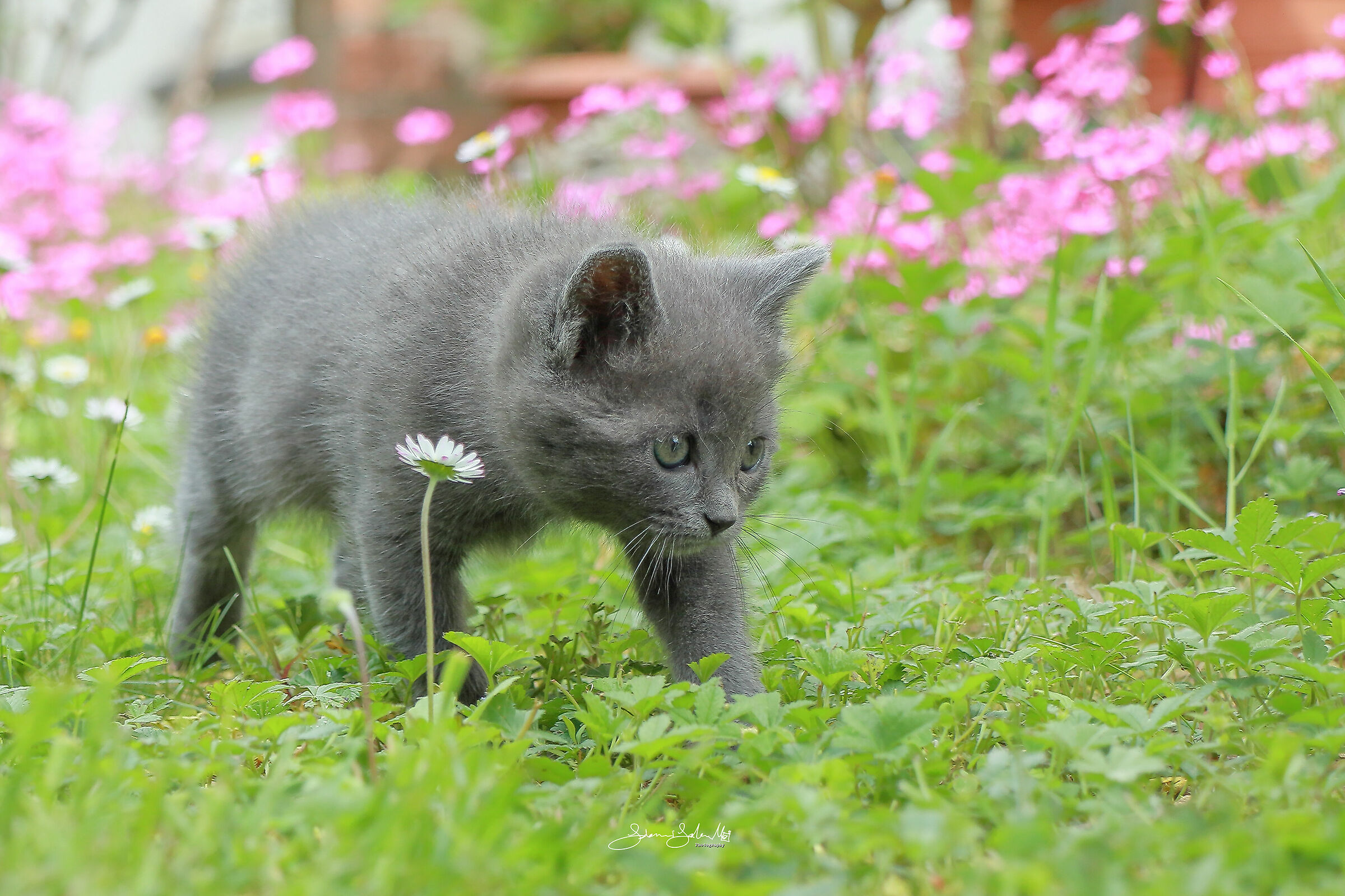 Milù, my little wild cat