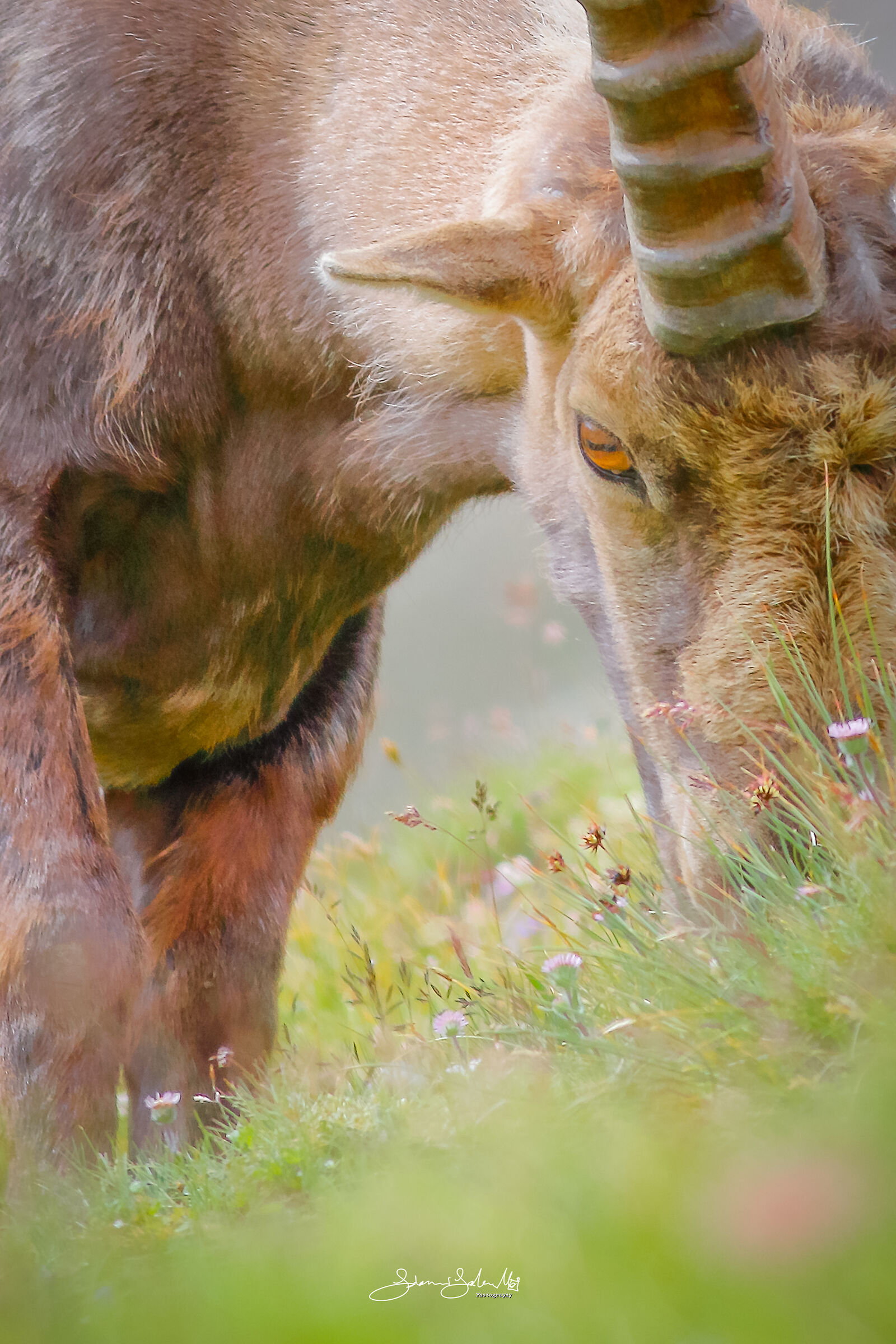 "Stein-Bull" (Capra ibex, Linnaeus 1758)