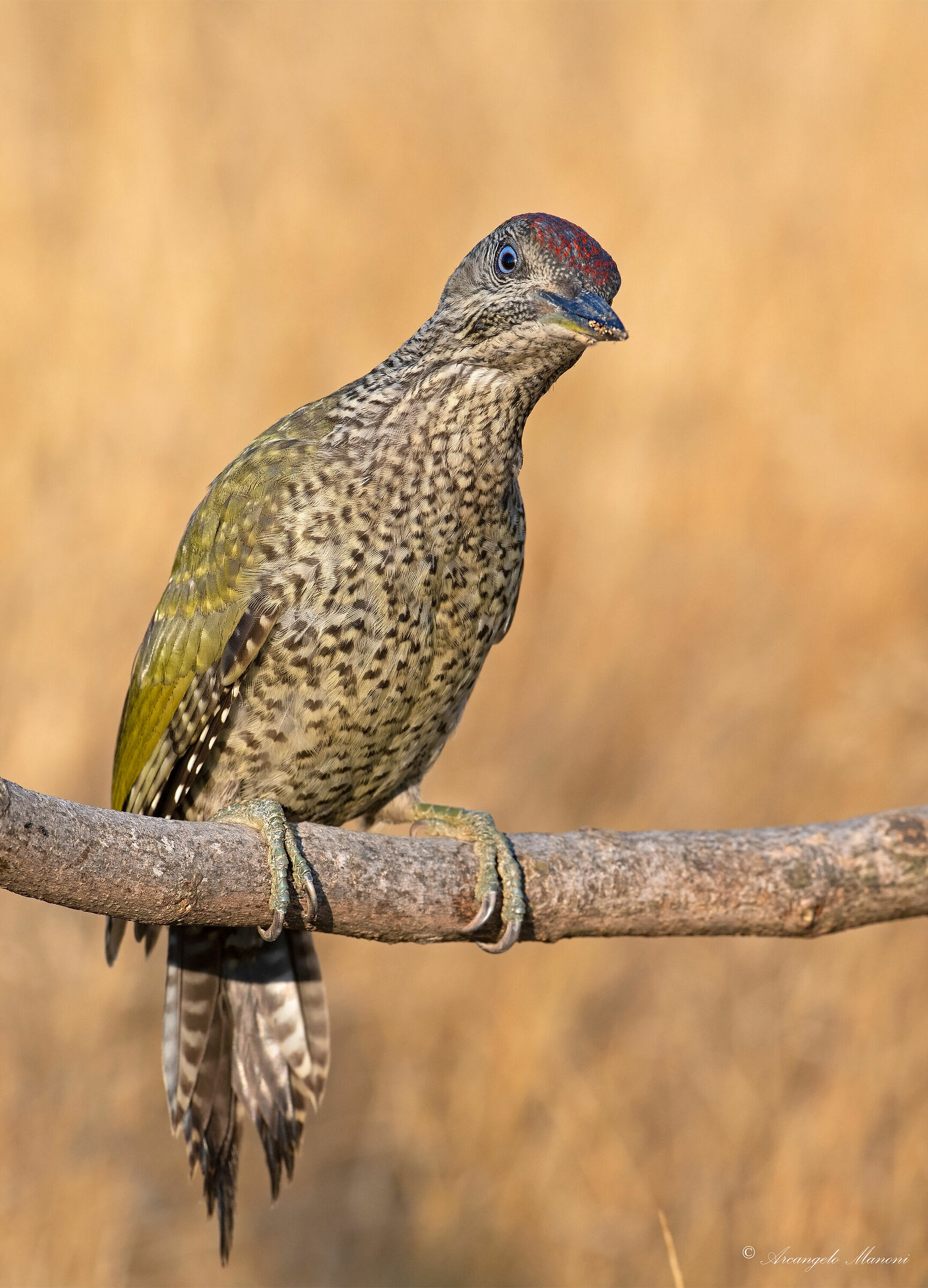 Il verde affacciato al full-frame