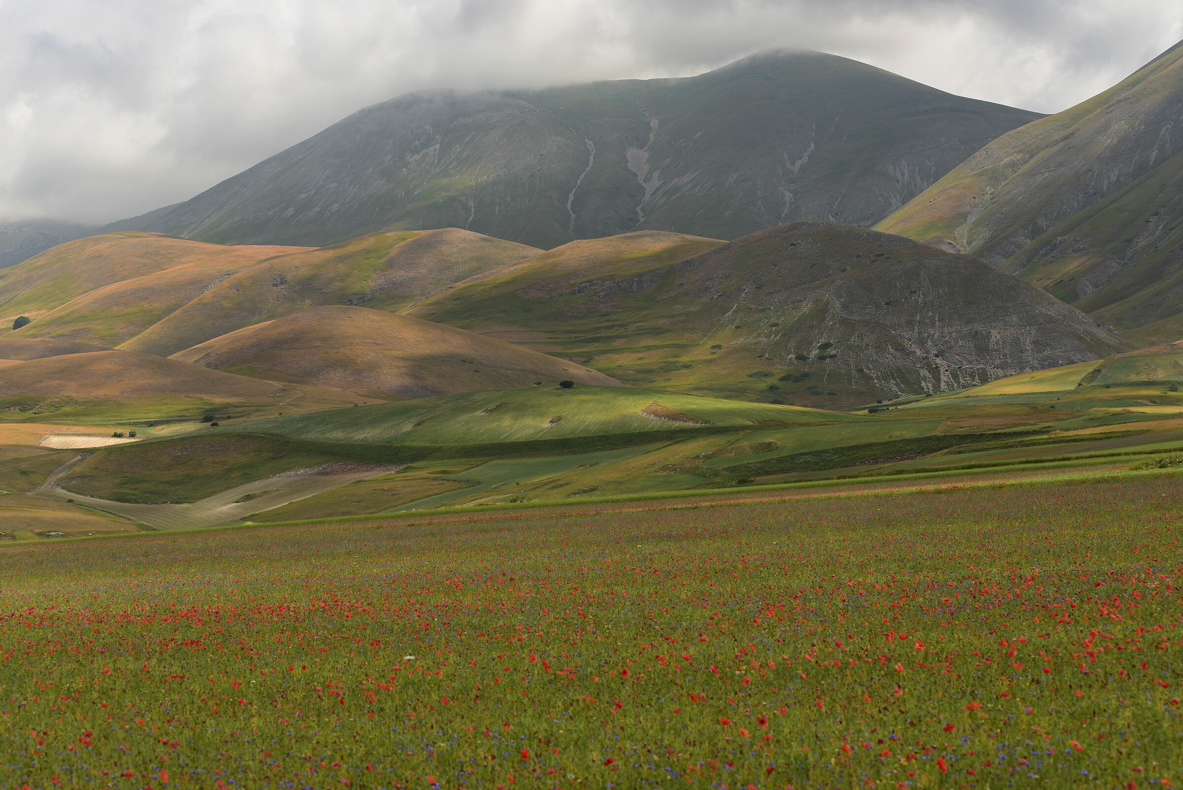 Piana di castelluccio di norcia 2019