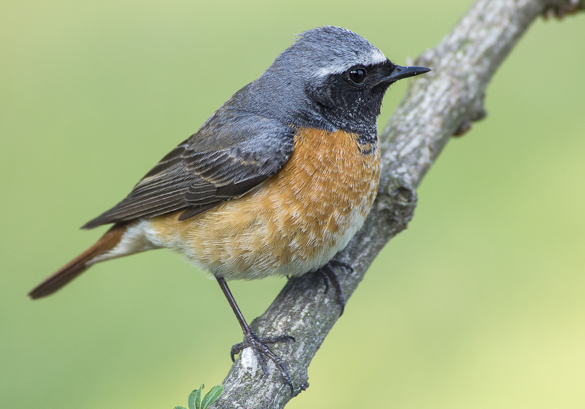 redstart
