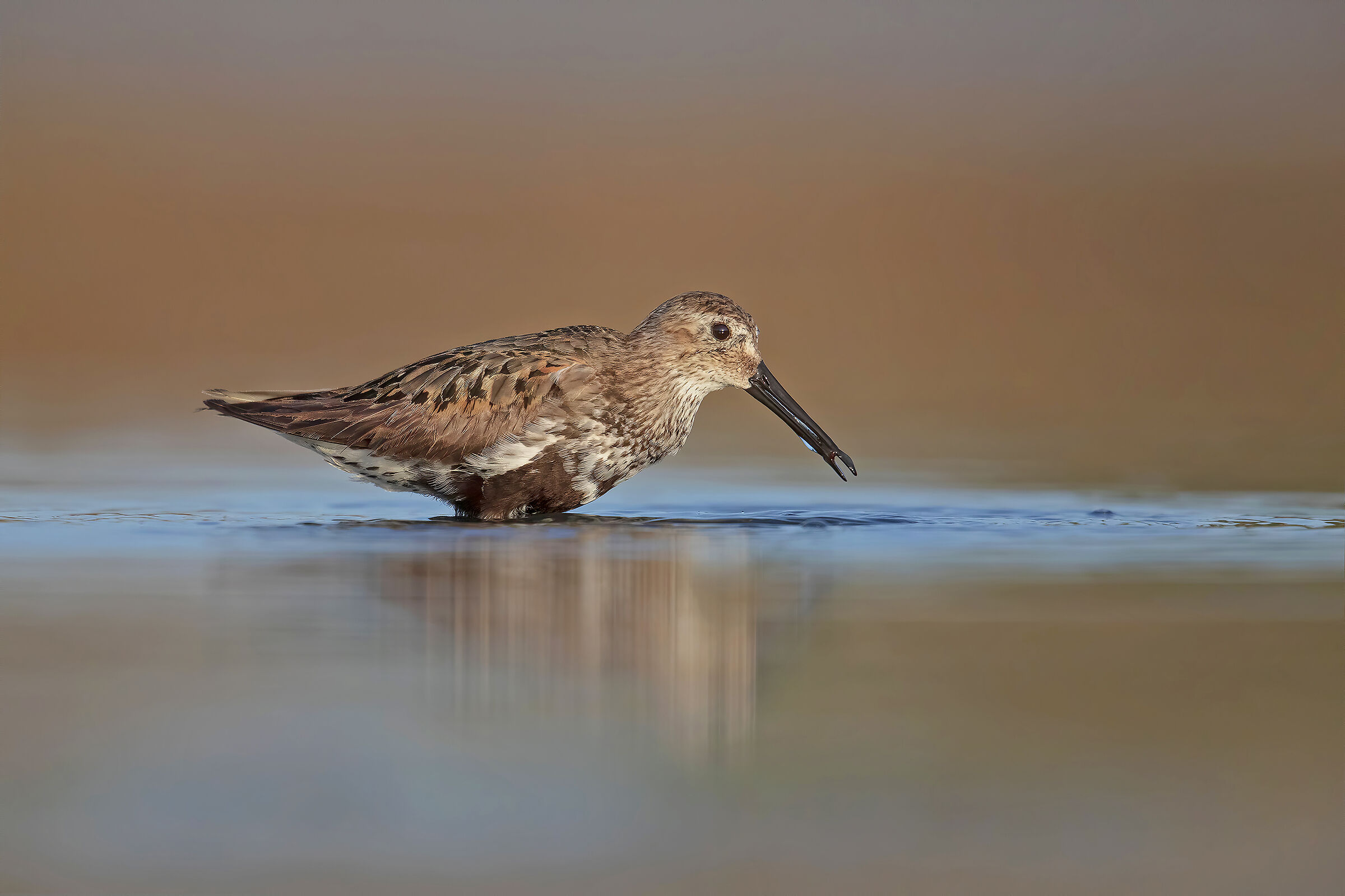 Piovanello Pancianera