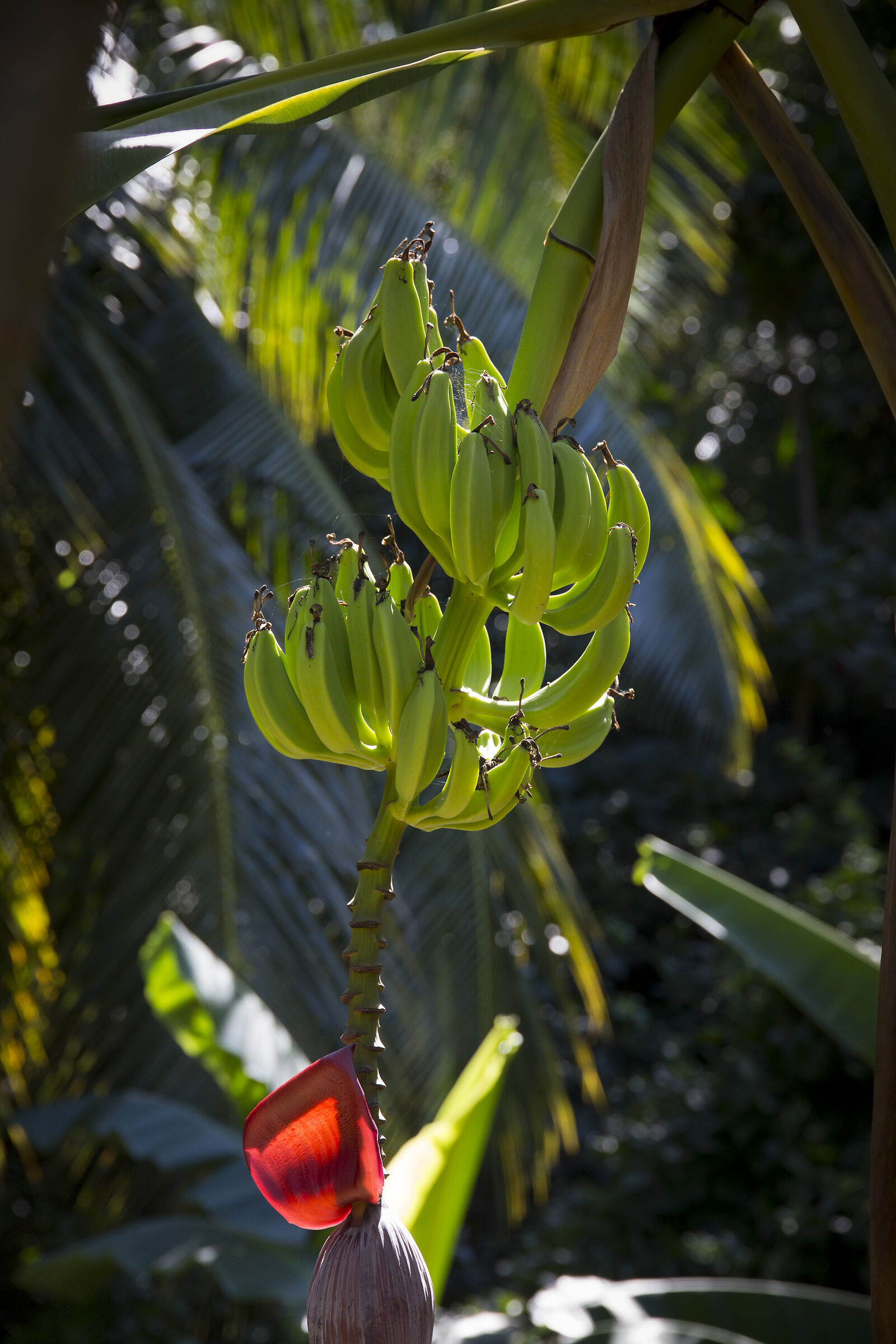 Banana plant in the forest